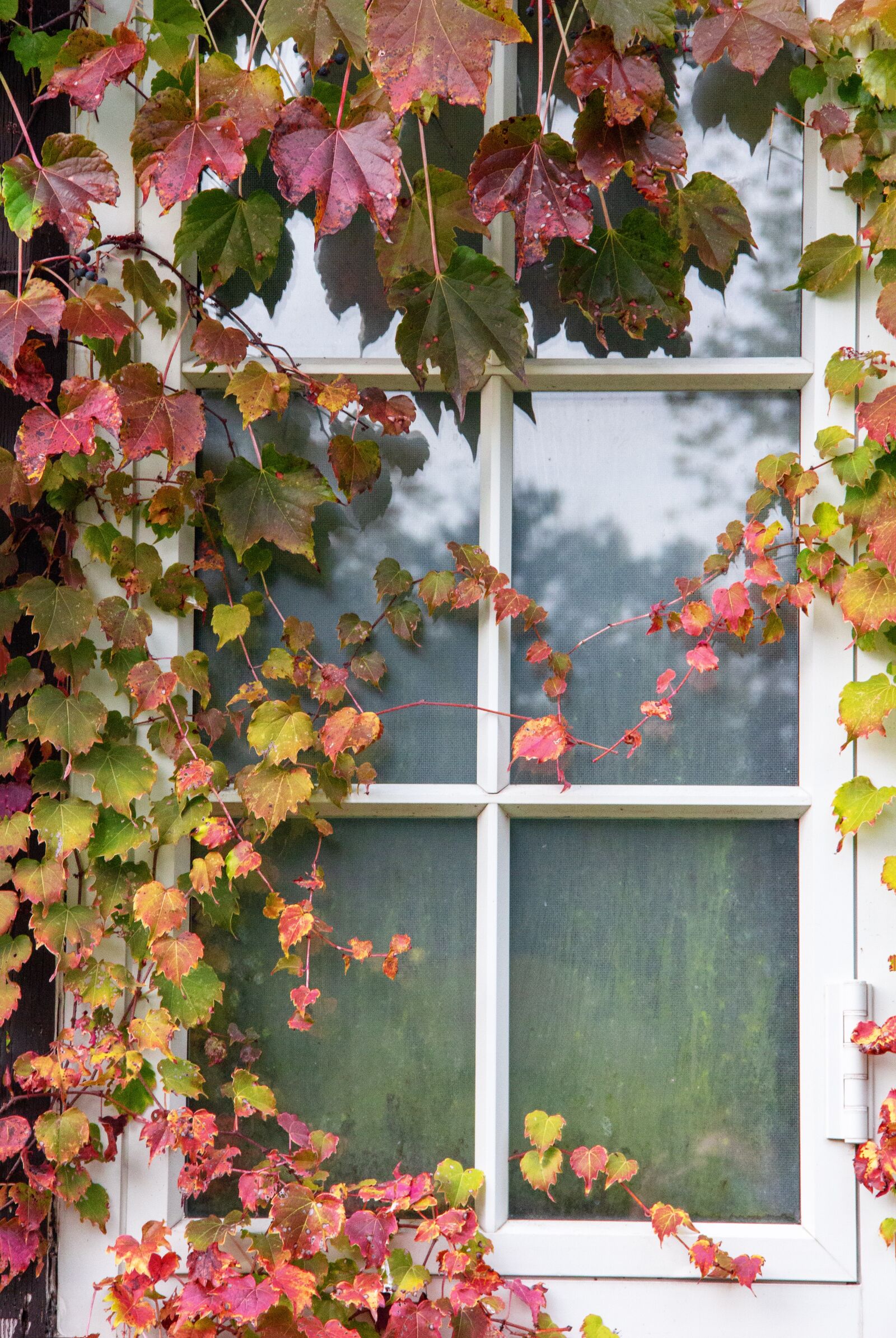 Canon EOS 60D sample photo. Autumn leaves, window, leaves photography