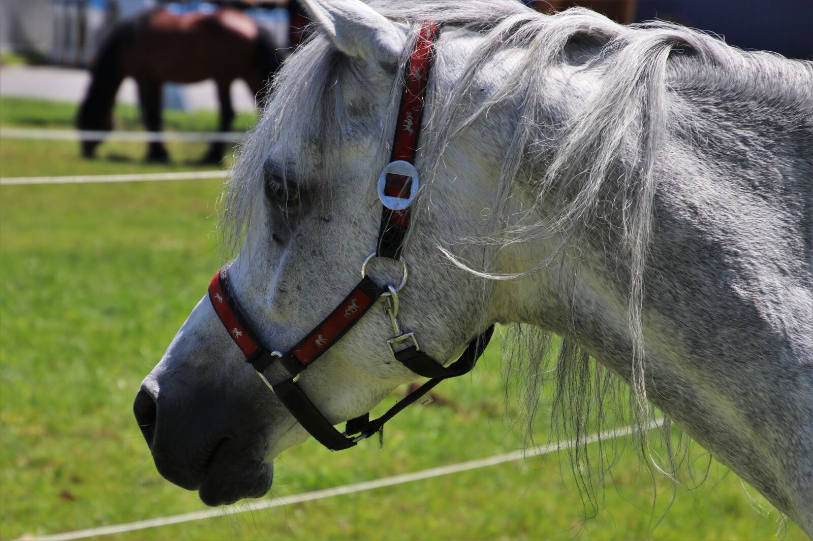 Canon EOS 80D sample photo. The horse, head, stallion photography