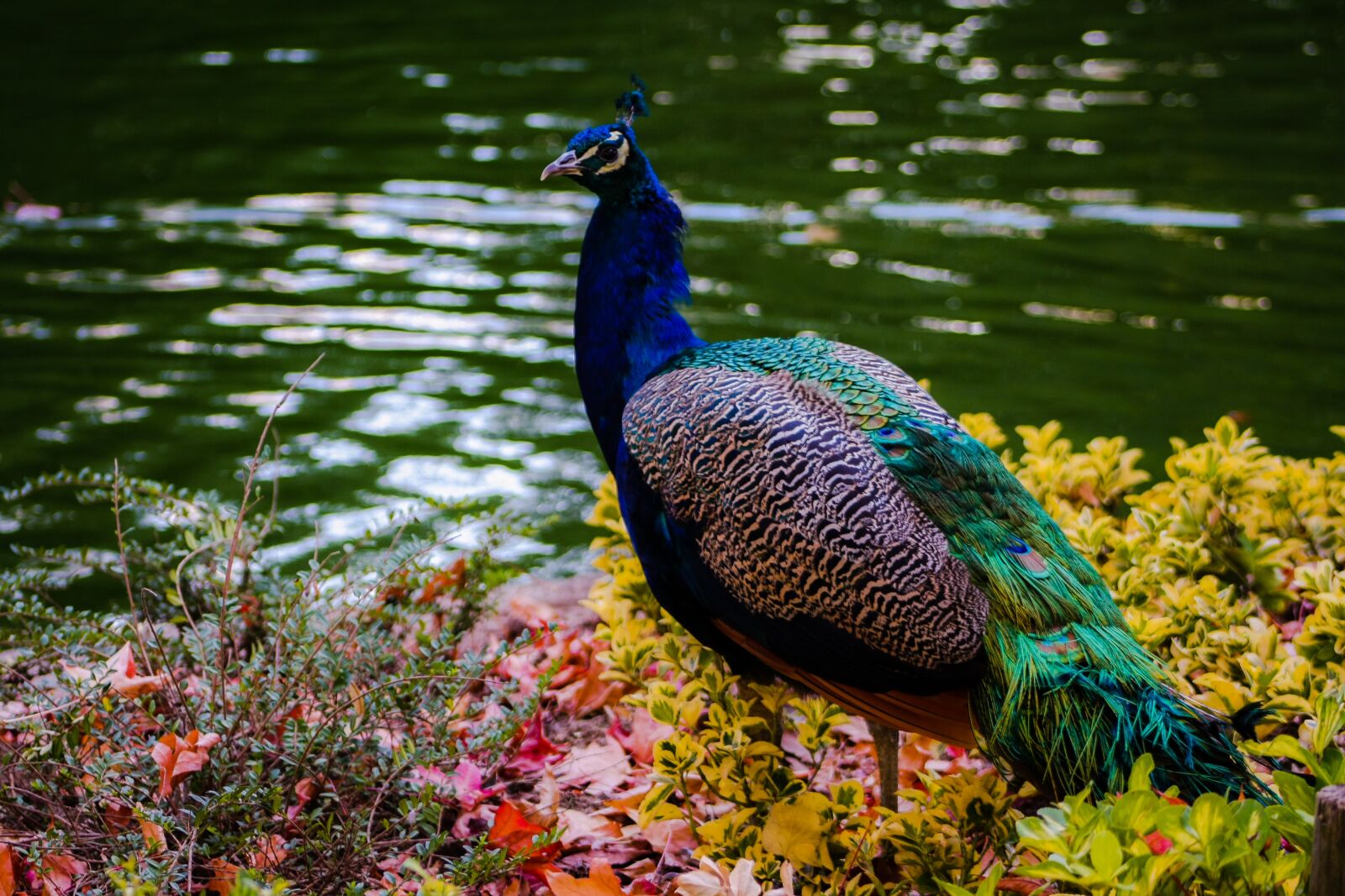 Canon EOS 1000D (EOS Digital Rebel XS / EOS Kiss F) sample photo. Peacock, colorful, colorful bird photography