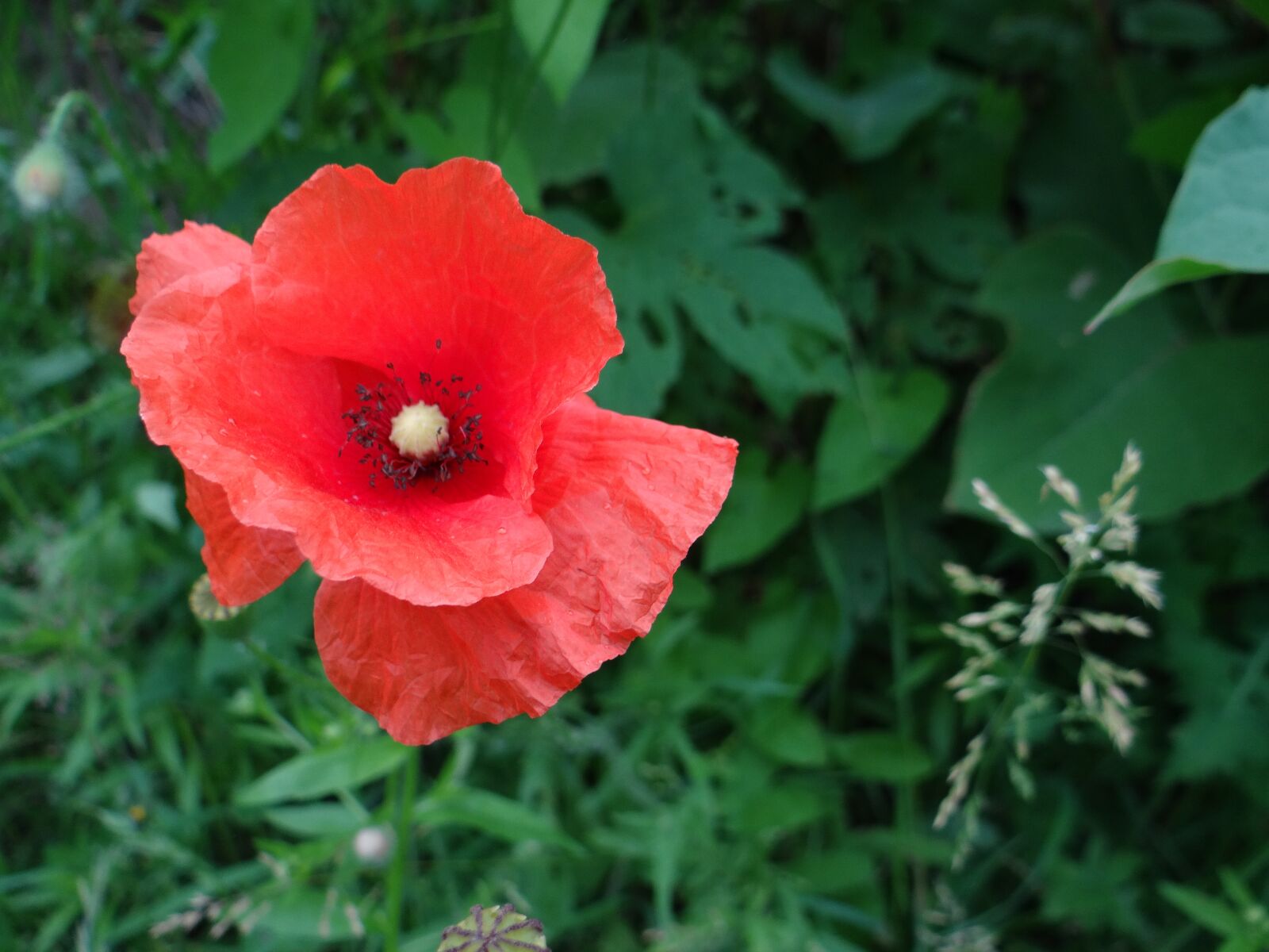 Sony DSC-HX200V sample photo. Poppy, flower, meadow photography
