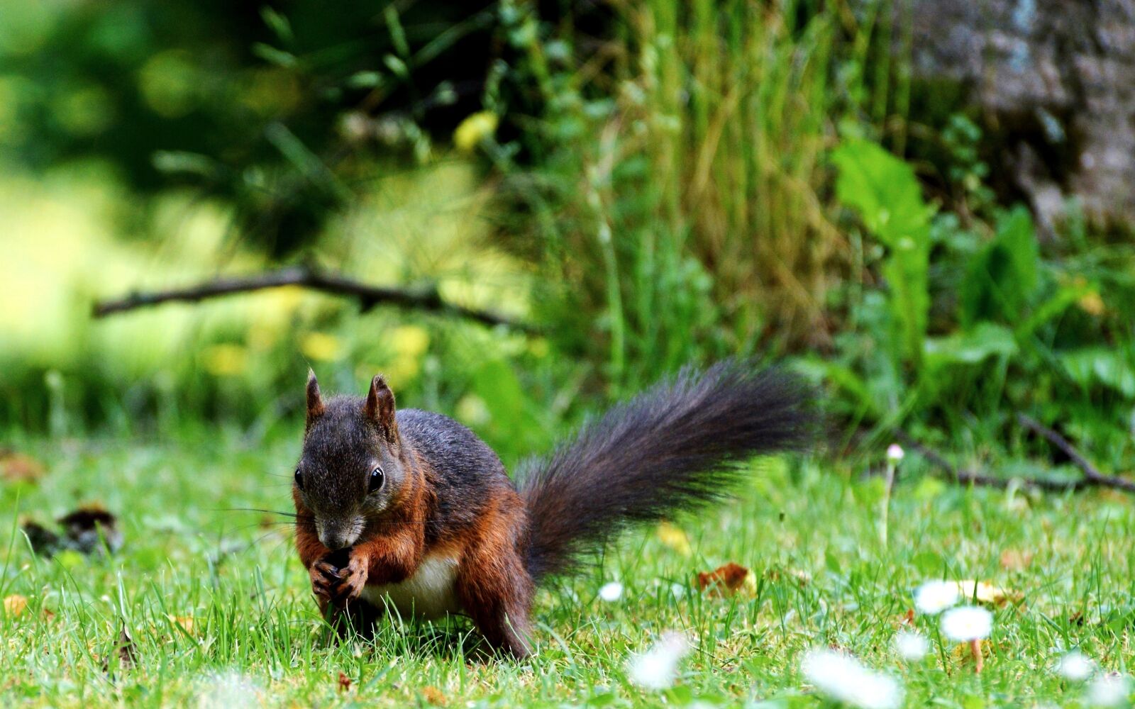 Nikon D3200 sample photo. Squirrel, nager, rodent photography