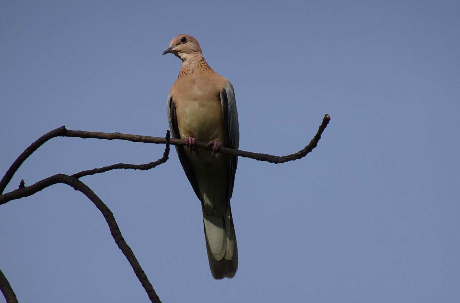 Sony DSC-WX800 sample photo. Dove, bird, laughing dove photography