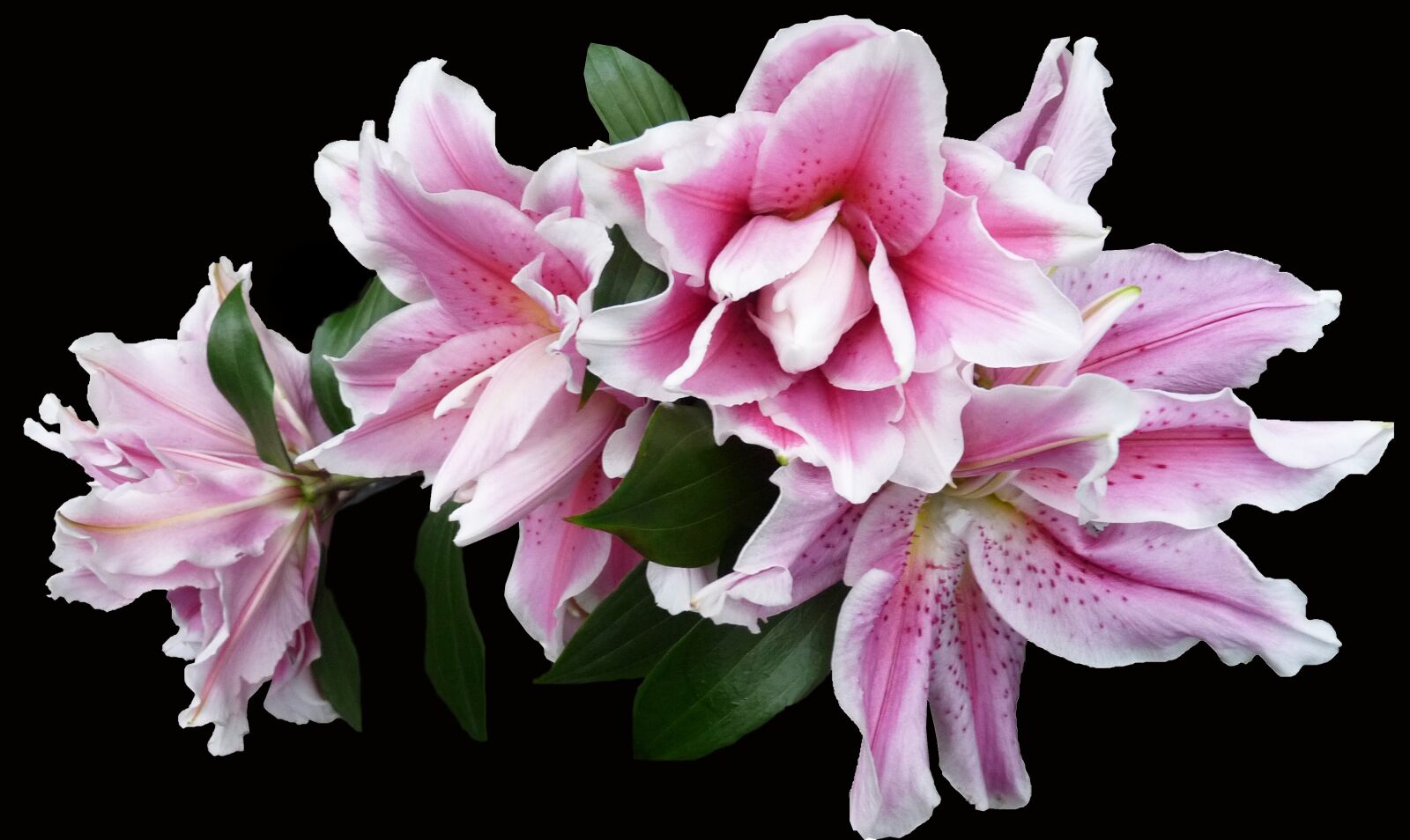 Panasonic Lumix DMC-FZ28 sample photo. Lily, flower, bulb photography