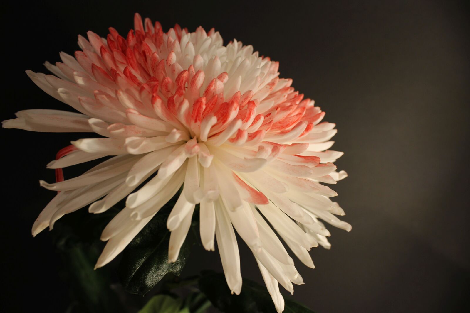 Canon EOS 1100D (EOS Rebel T3 / EOS Kiss X50) sample photo. Chrysanthemum, blossom, bloom photography