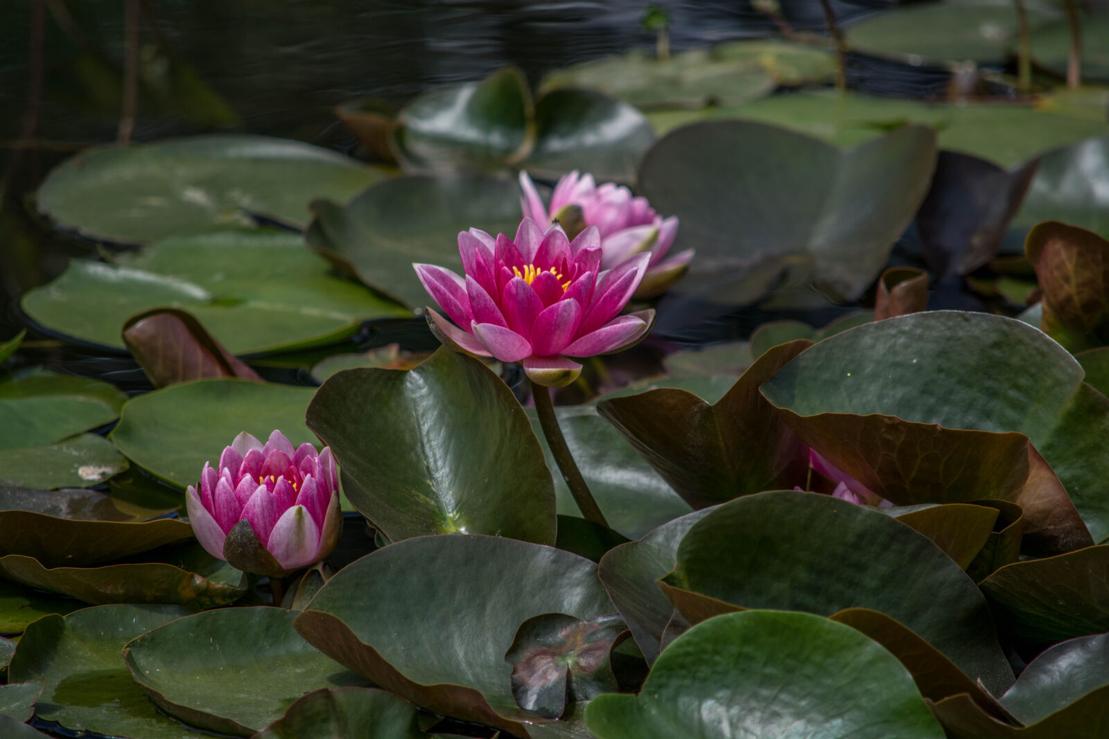 Nikon D5200 sample photo