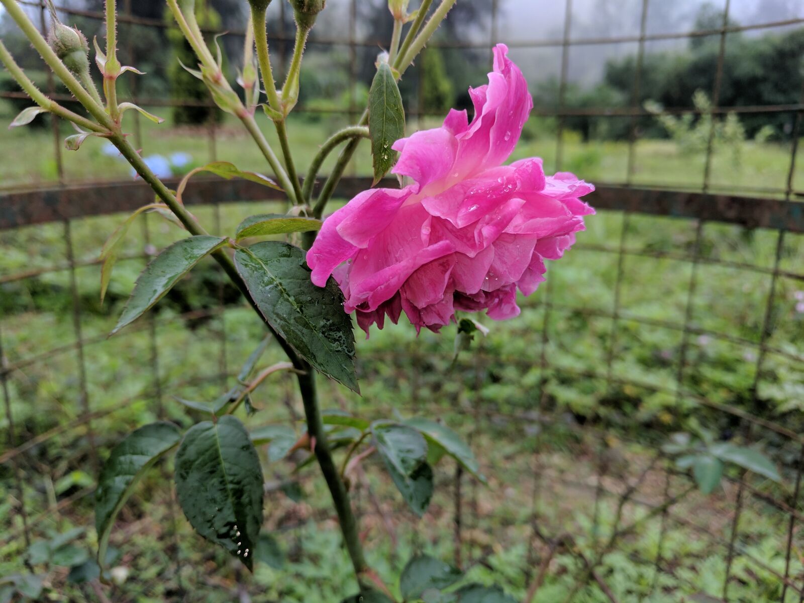 Google Pixel sample photo. Pink rose, nature, flower photography