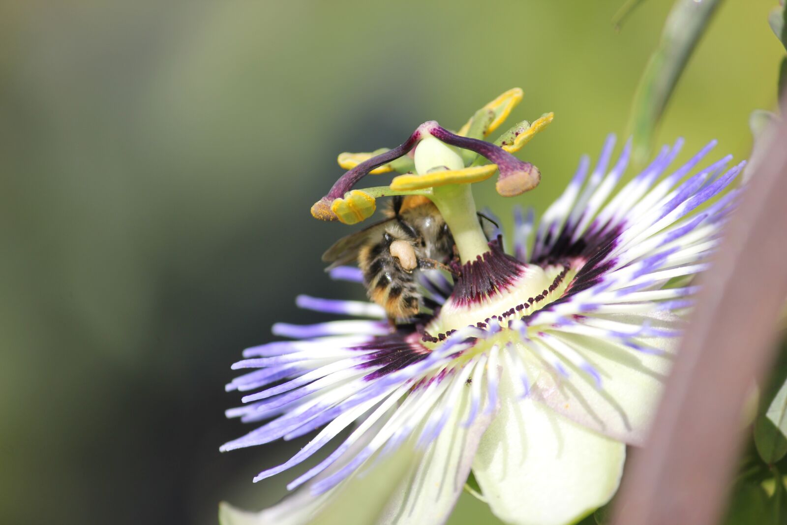 Canon EOS 550D (EOS Rebel T2i / EOS Kiss X4) sample photo. Passion flower, bee, nature photography