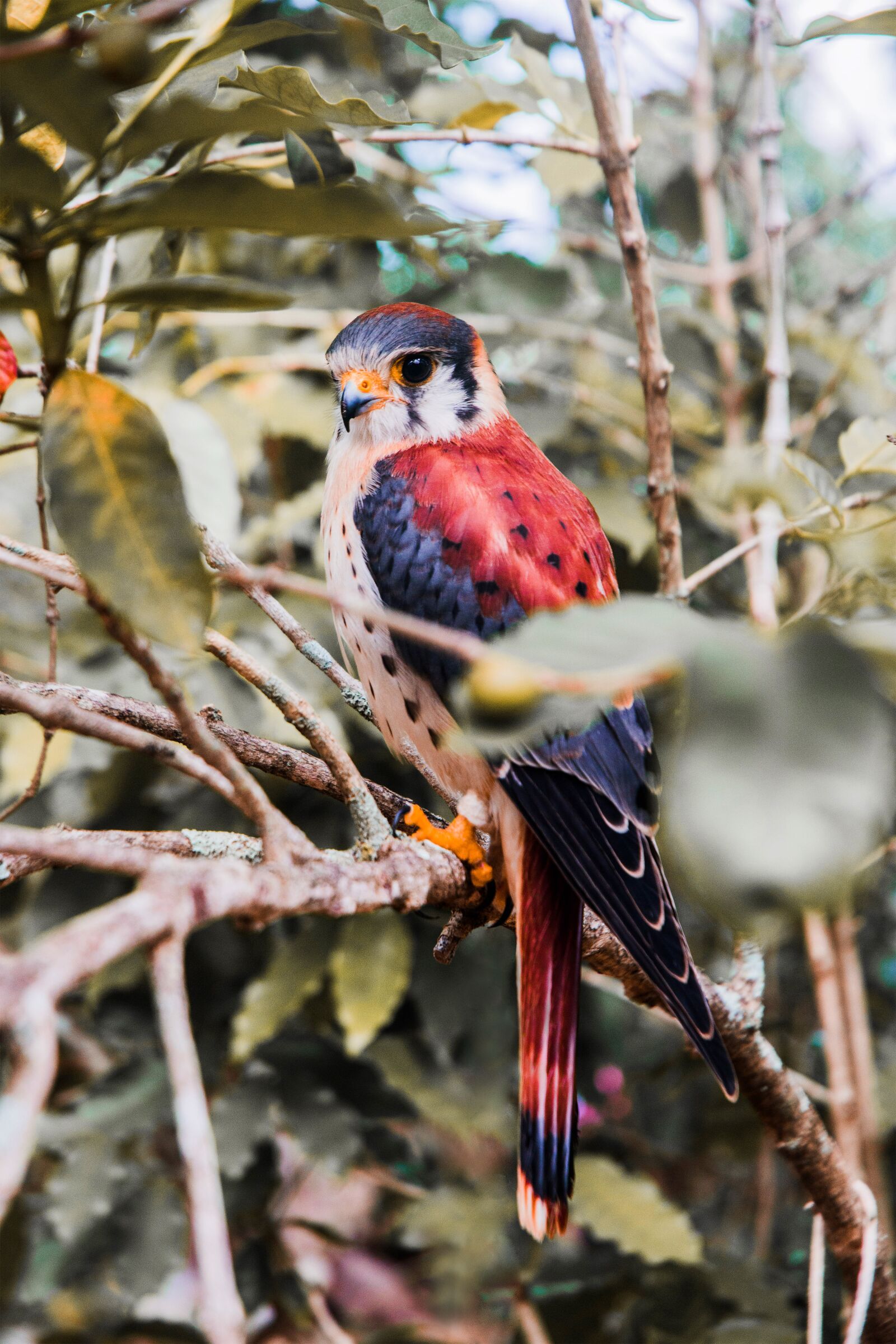 Nikon D3200 sample photo. Bird, forest, ave photography