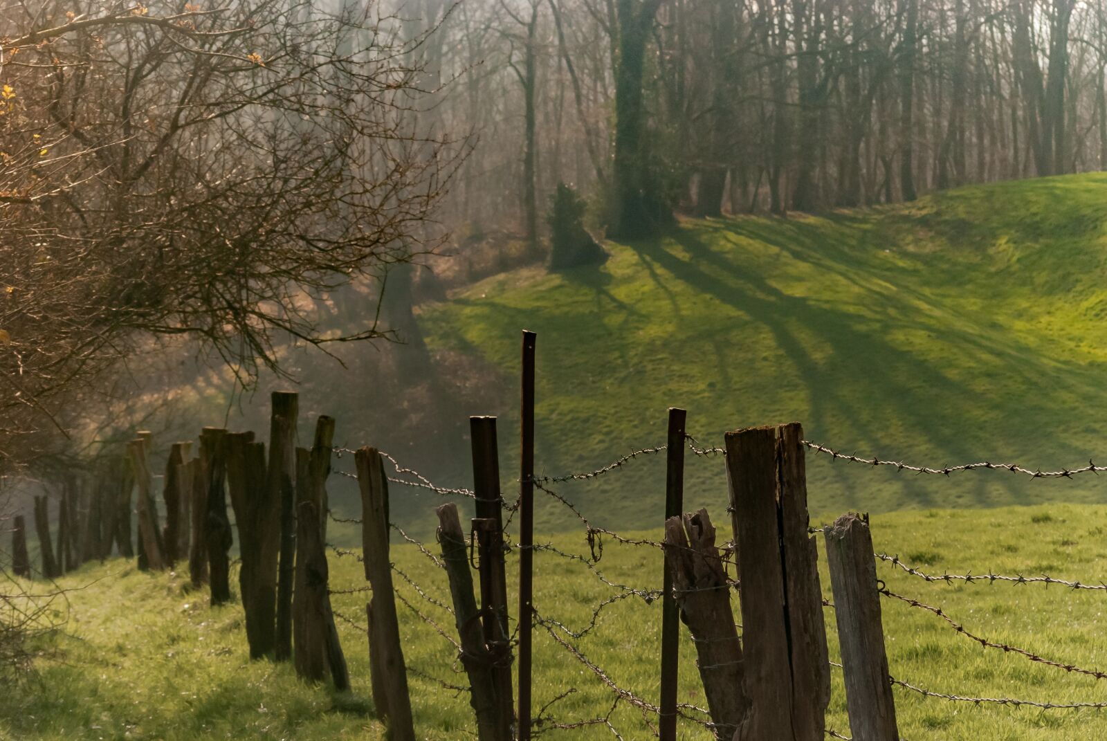 Nikon D80 sample photo. Tree, landscape, nature photography