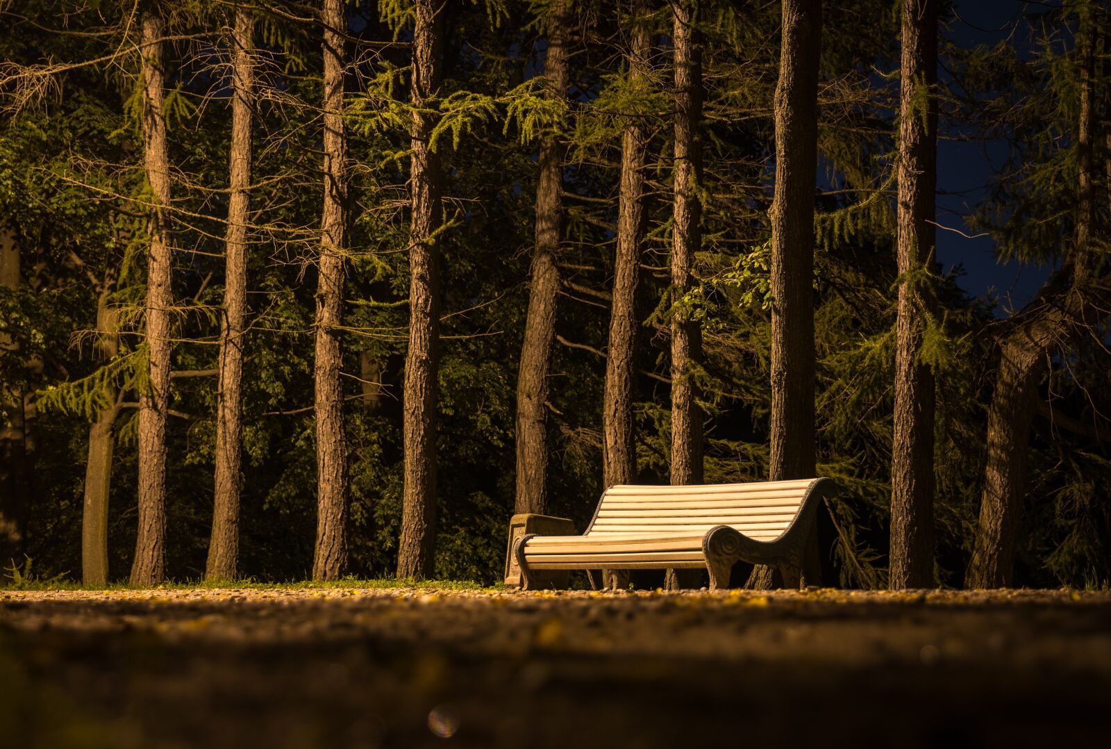 Sony a7R II + Canon EF 24-70mm F2.8L II USM sample photo. Bench, park, trees photography