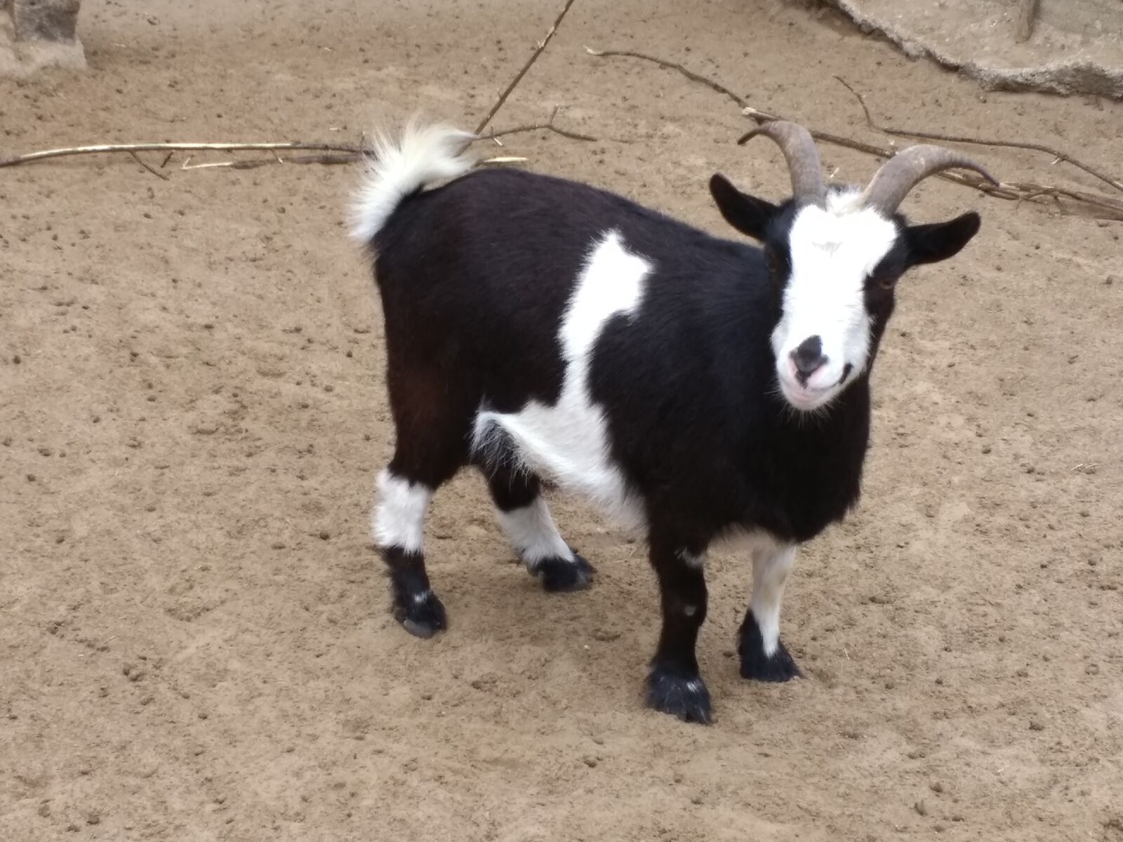 Motorola Moto G (4) sample photo. Goat, zoo, berlin photography