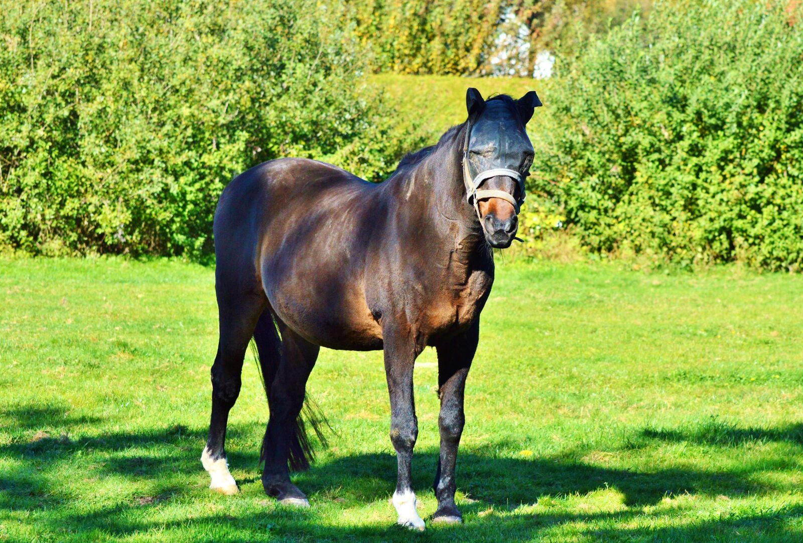 Nikon D3200 sample photo. Horse, stallion, pasture photography
