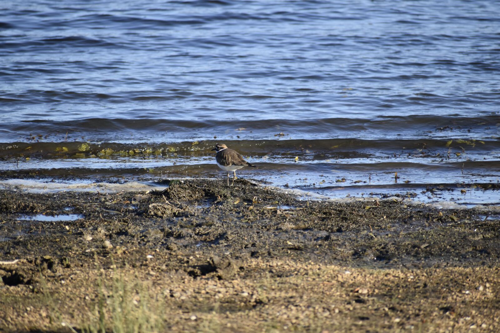 Nikon D3500 sample photo. Bird, water, lake photography