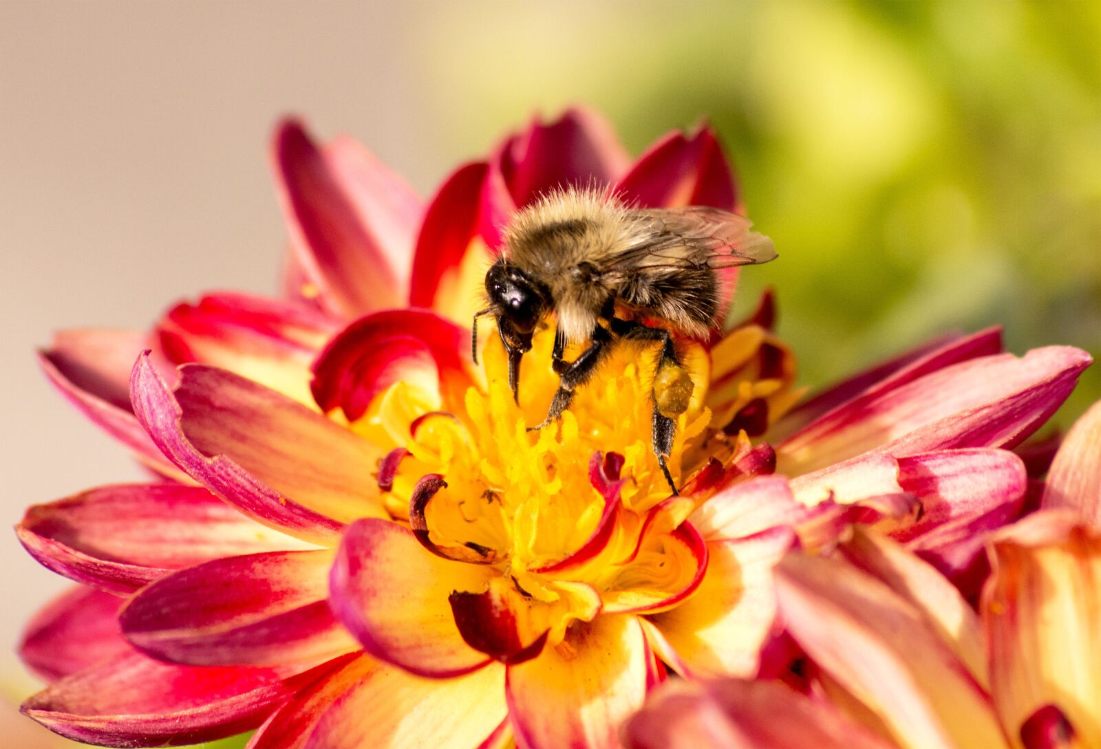 Nikon D5200 sample photo. Bee, flower, insect photography