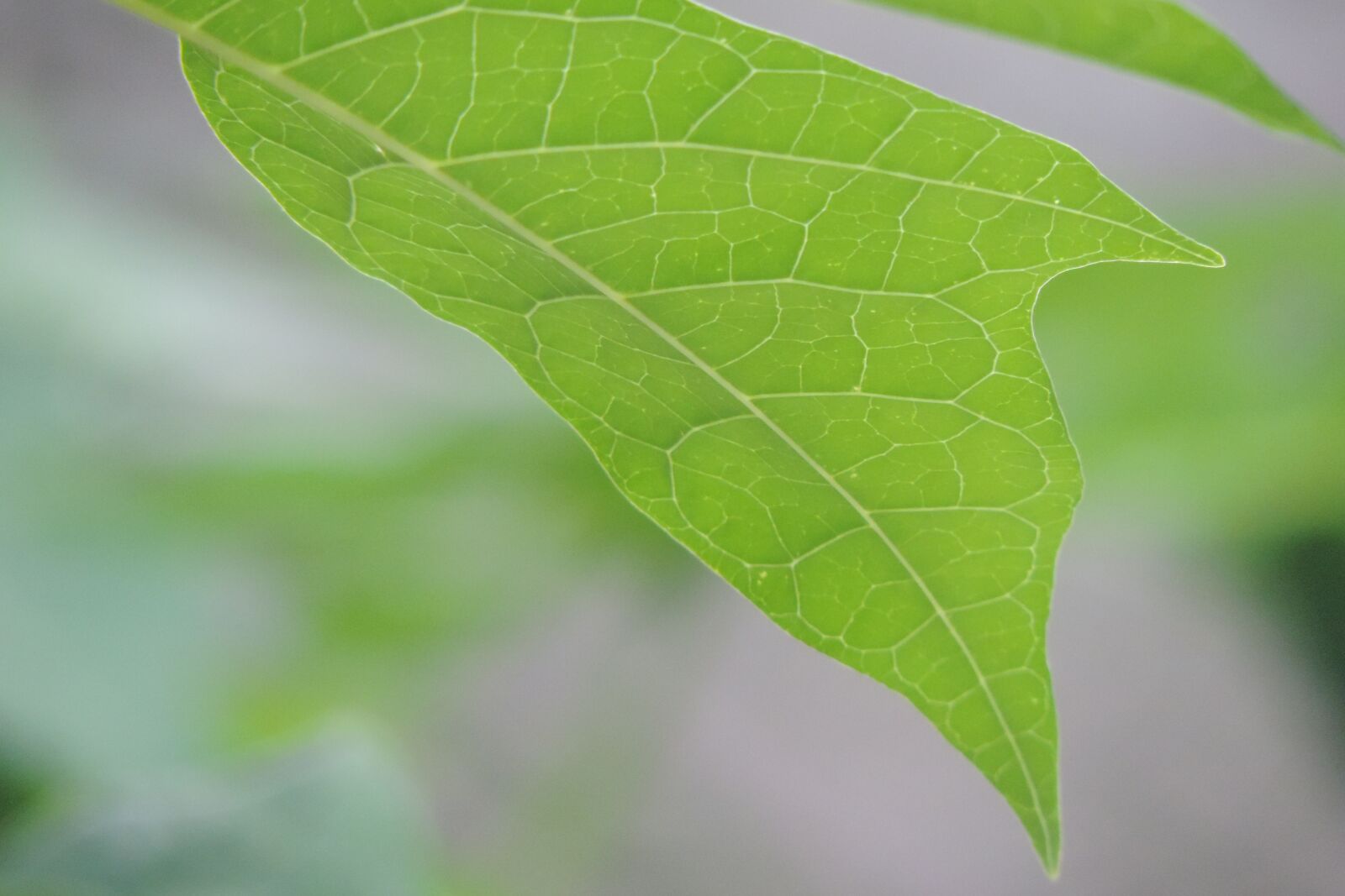 Nikon Coolpix P520 sample photo. Leaf, nature, plant photography