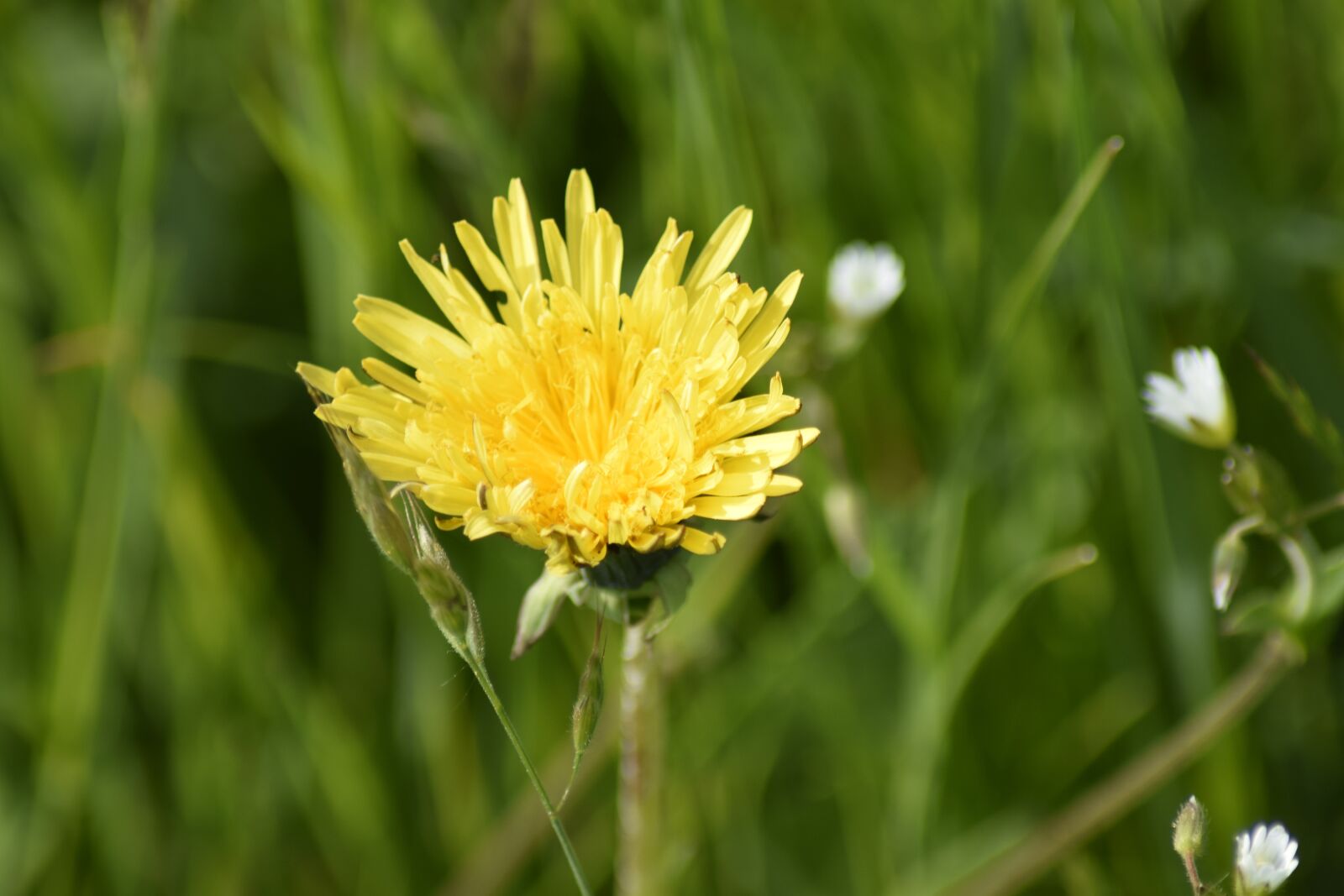 Nikon D3300 sample photo. Dandelion, summer, nature photography