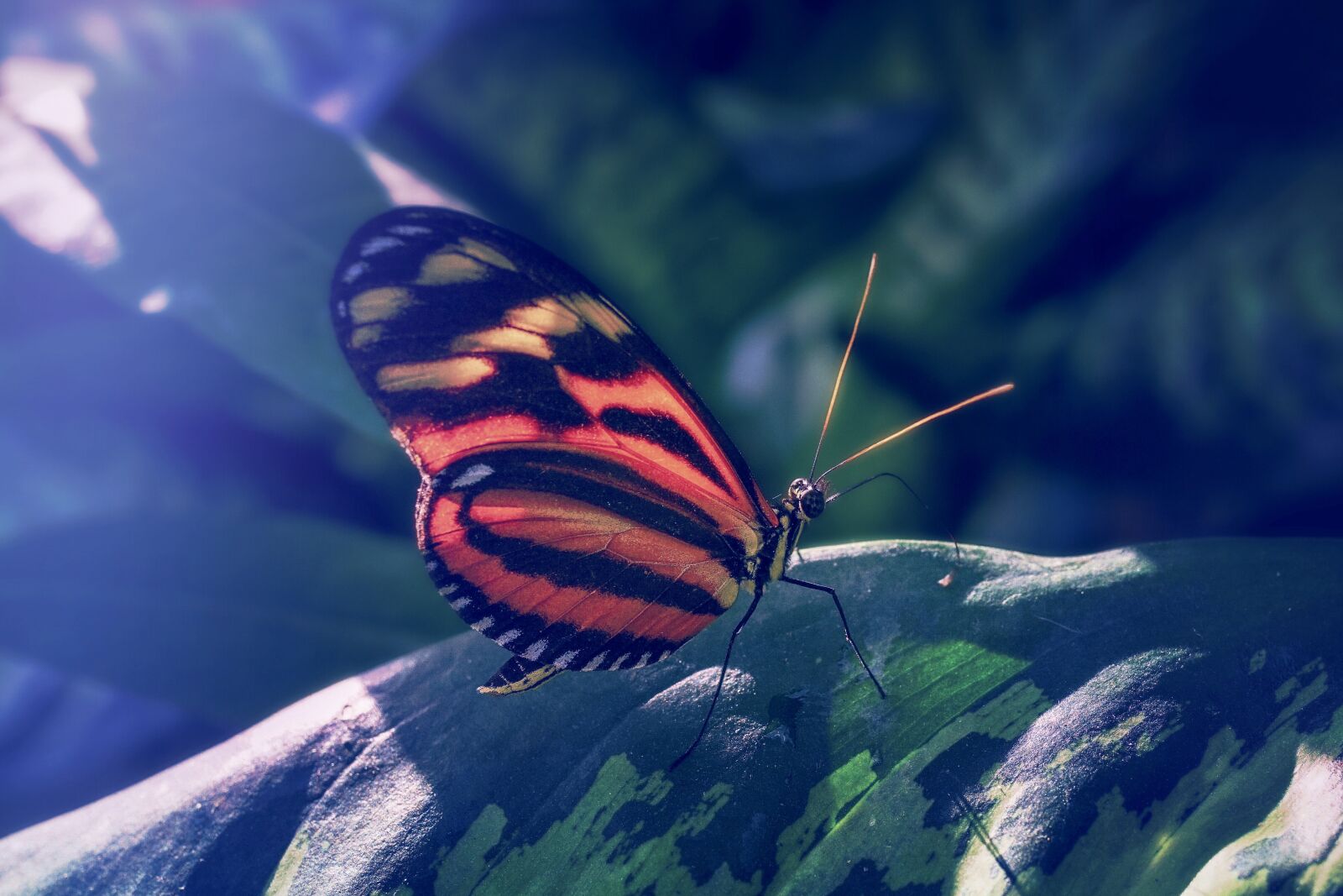 35mm F1.4 sample photo. Butterfly, tropical, edelfalter photography