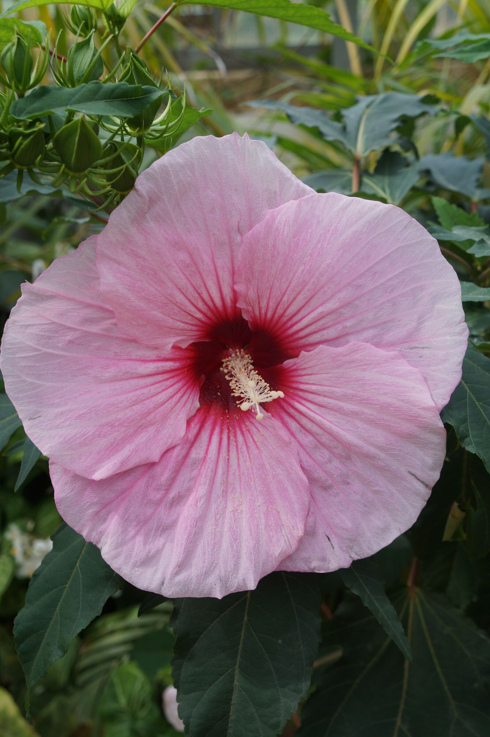 Sony Alpha a3000 + Sony E 18-55mm F3.5-5.6 OSS sample photo. Flower, pink, pistil photography
