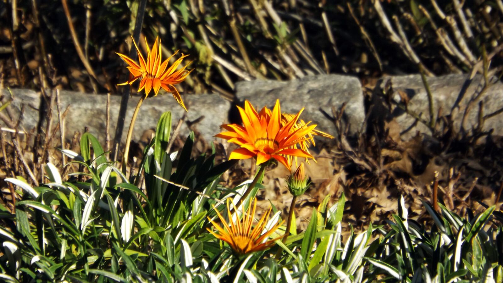Fujifilm FinePix S4800 sample photo. Flower, flowers, spring photography
