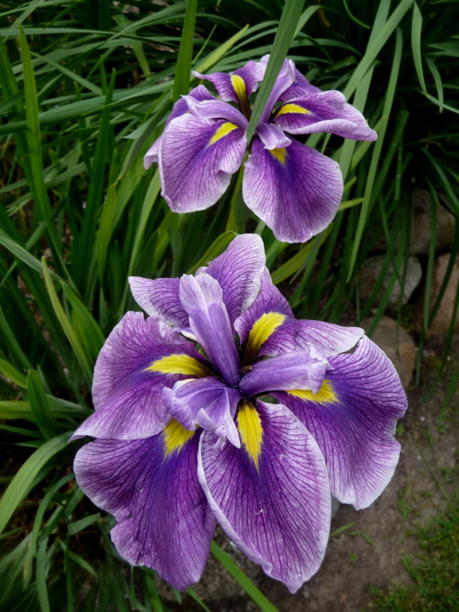 Panasonic Lumix DMC-TZ5 sample photo. Iris, violet, a garden photography
