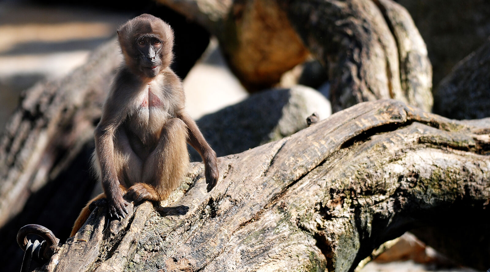 Nikon D40X sample photo. Monkey, sitting, on, tree photography