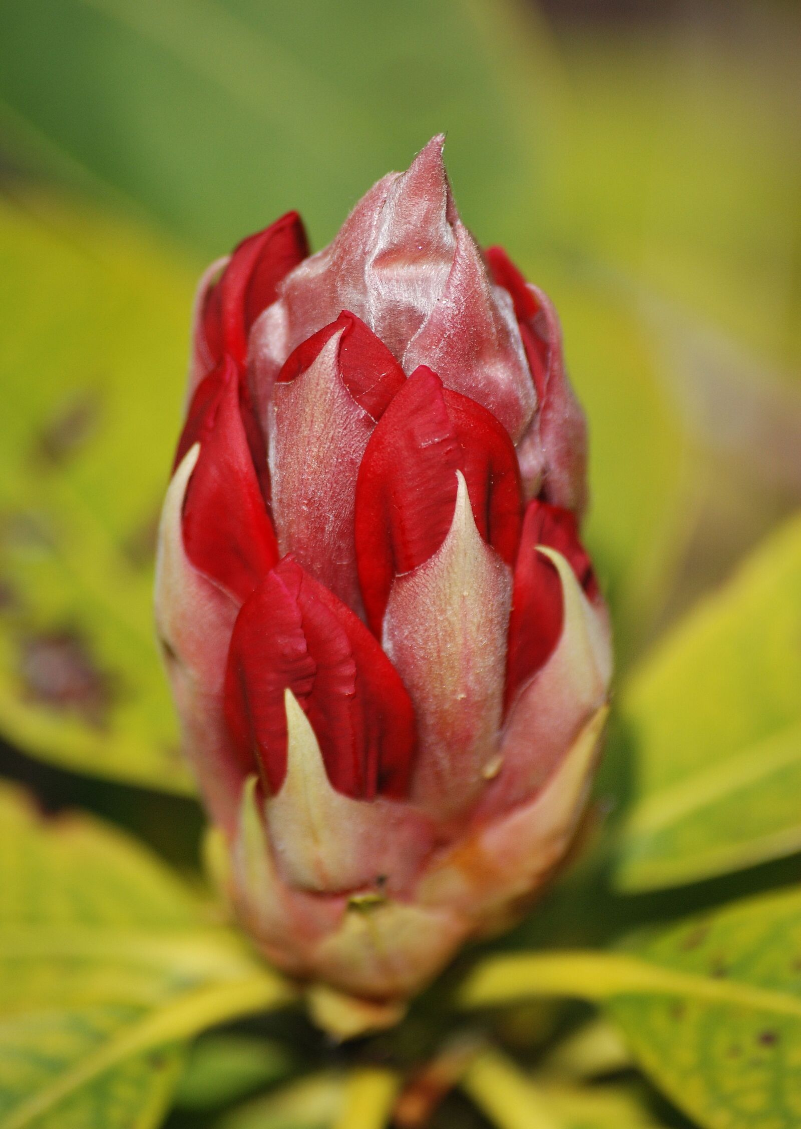 Nikon D80 sample photo. Rhododendron, red, bud photography