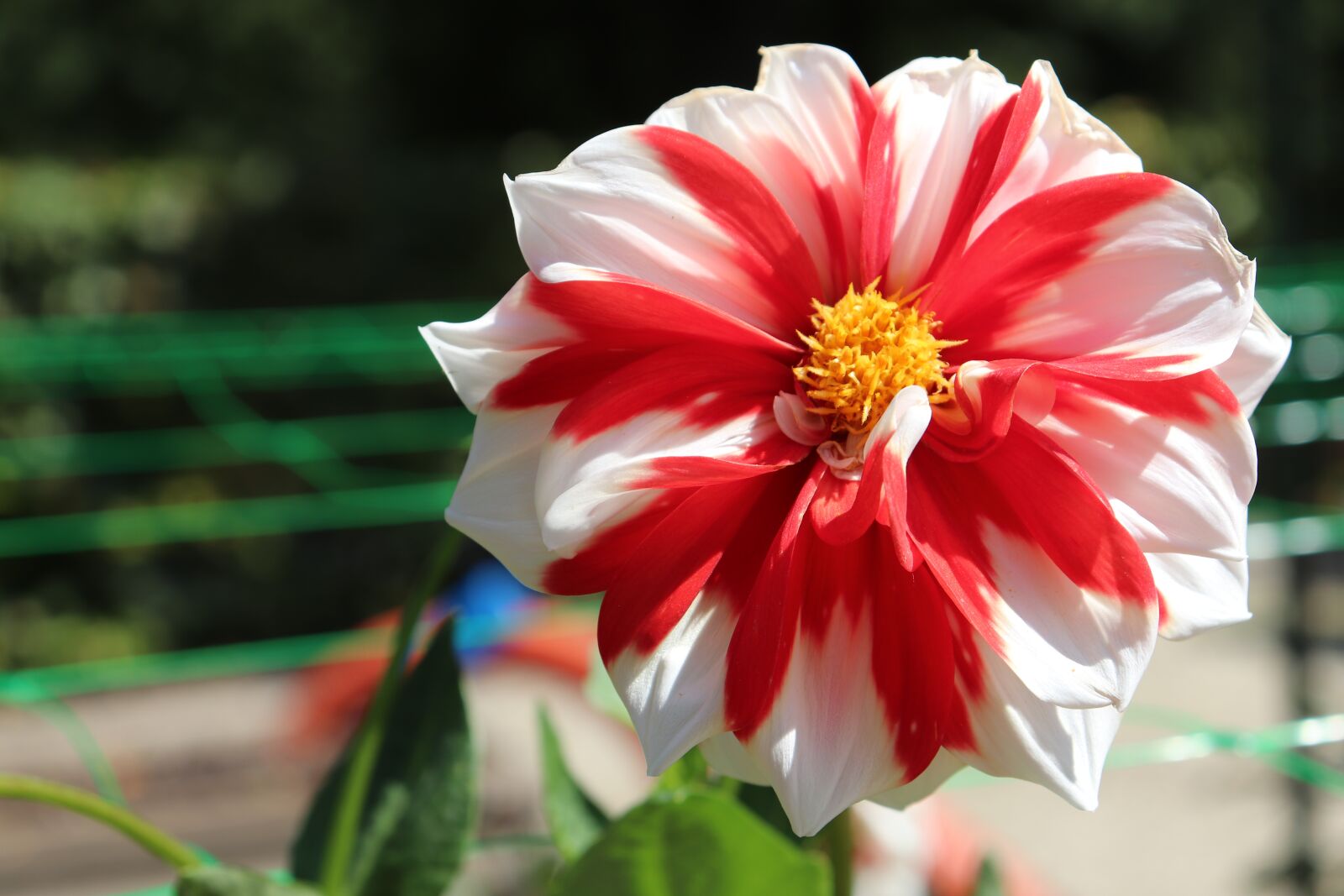 Canon EOS 800D (EOS Rebel T7i / EOS Kiss X9i) sample photo. Dahlias, bicolor, red and photography
