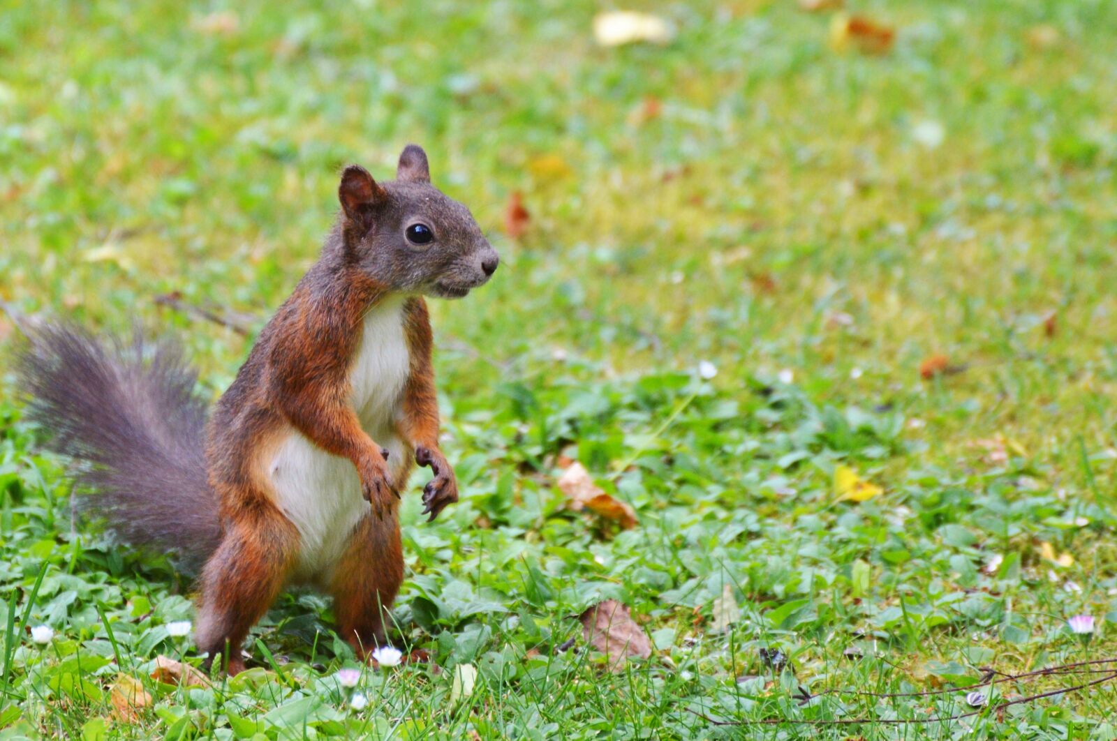 Nikon D3200 sample photo. Squirrel, nager, rodent photography