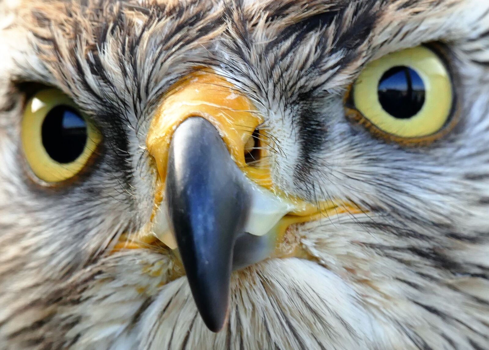 Panasonic Lumix DMC-FZ1000 sample photo. Beak, bird, bird, looking photography