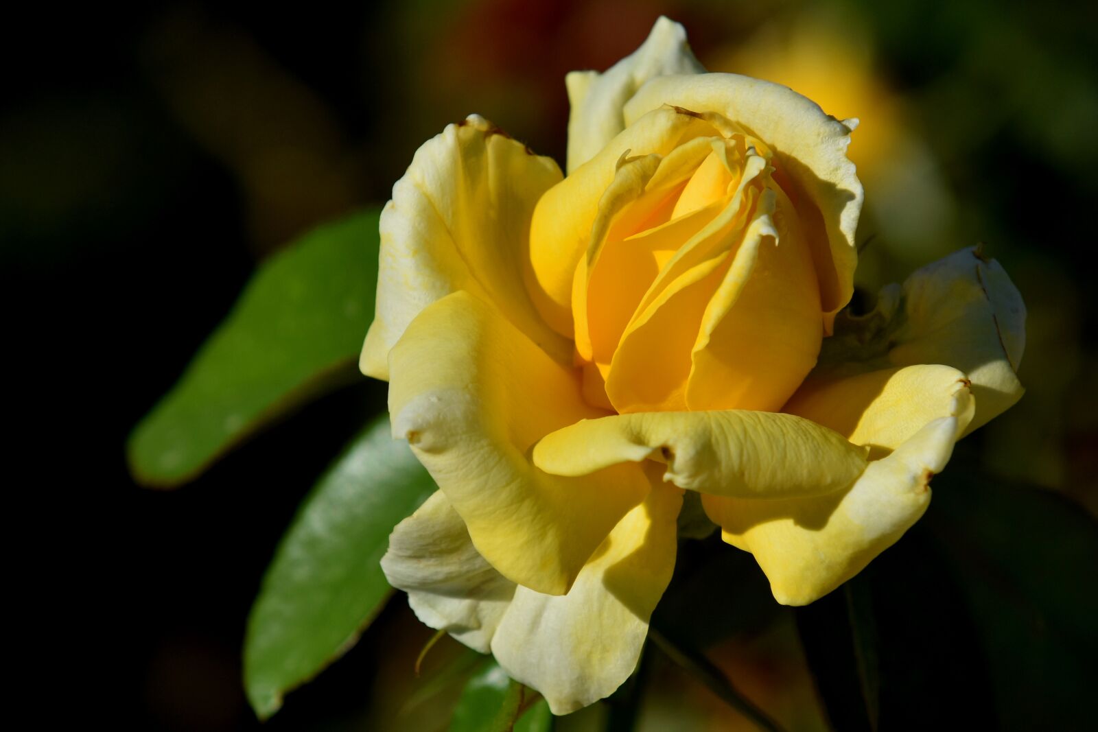 Nikon D3500 sample photo. Rose, flower, bloom photography