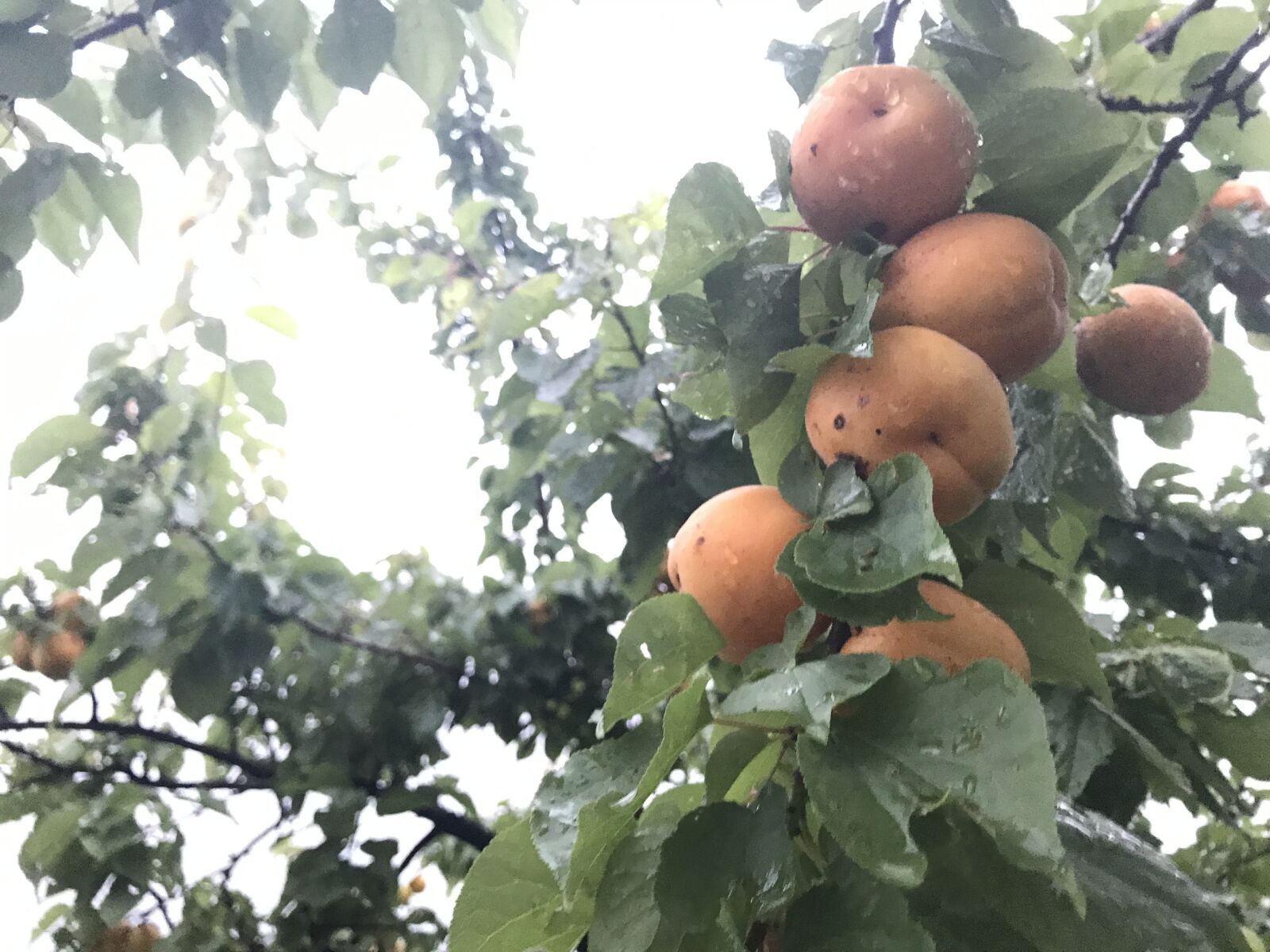 Apple iPhone 7 sample photo. Apricots, juice, smoothie photography