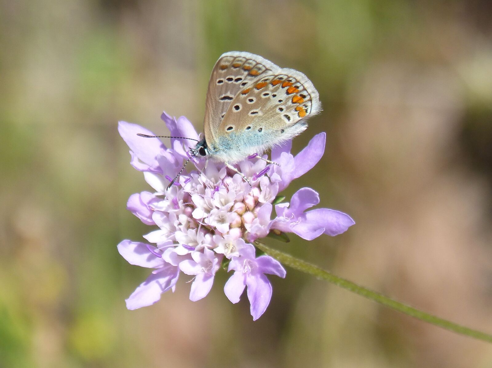 Panasonic DMC-FZ62 sample photo. Blue butterfly, blaveta commune photography