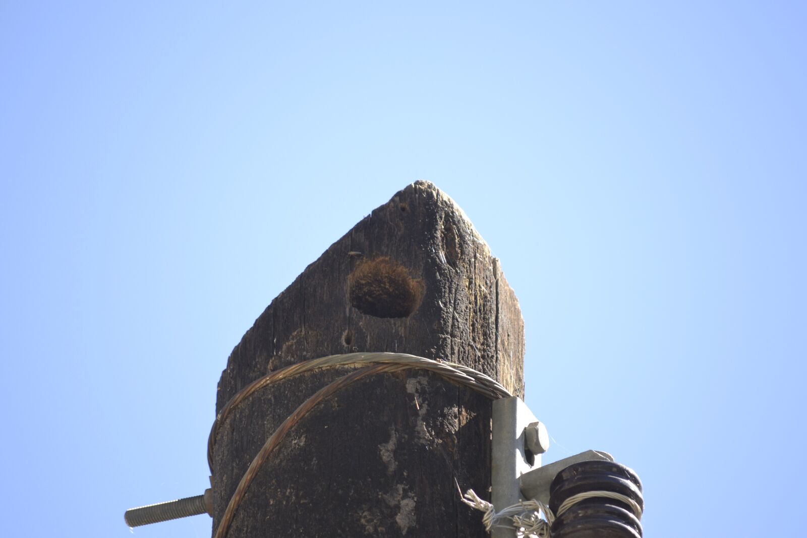 Nikon D3100 sample photo. Nest, carpenter, post photography