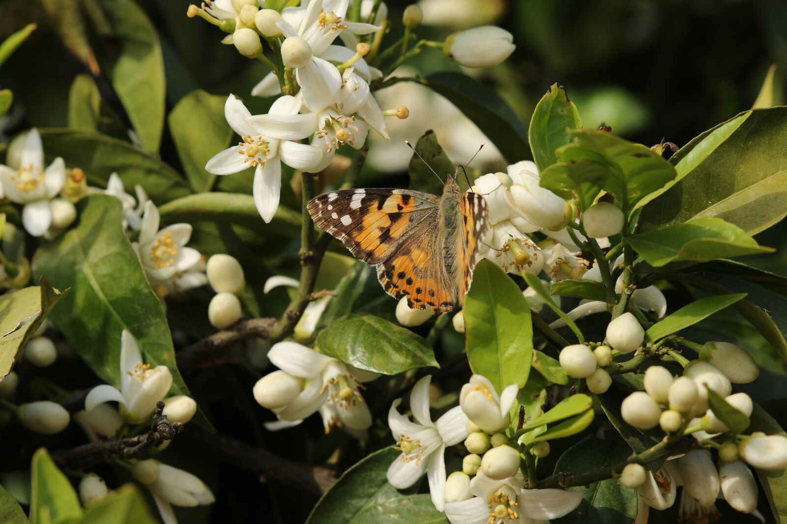 Canon EOS 7D Mark II sample photo. Butterfly, insect, vanessa photography