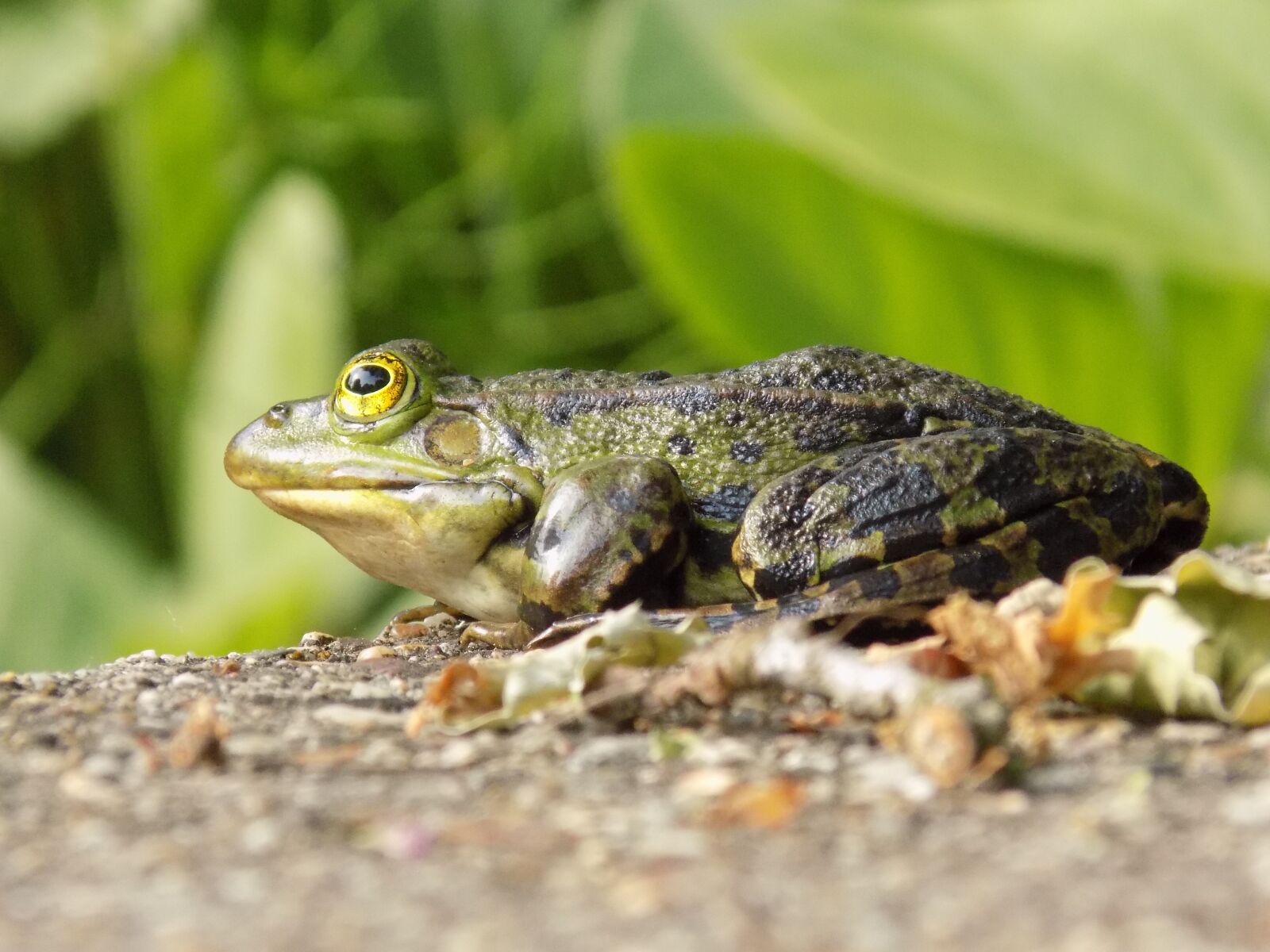 Nikon COOLPIX L340 sample photo. Frog, animal, green photography