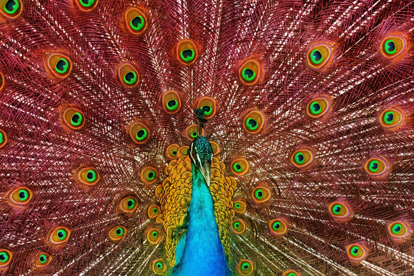 Nikon D5300 sample photo. Peacock, male, bird photography
