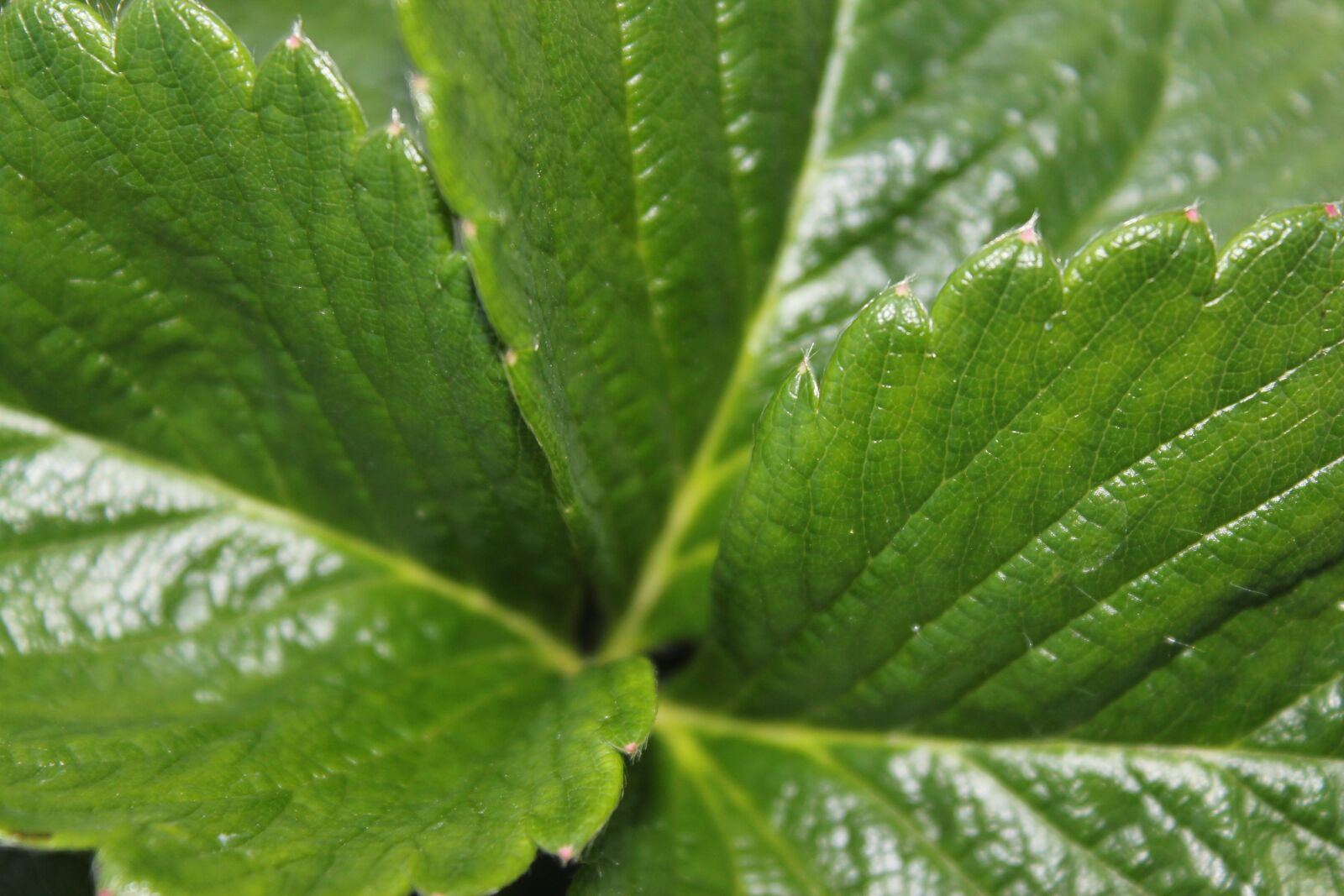 Canon EOS 550D (EOS Rebel T2i / EOS Kiss X4) sample photo. Leaf, flora, growth photography
