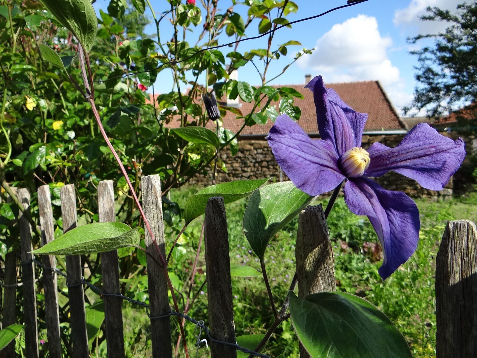 Sony DSC-HX200V sample photo. Garden, clematis, flower photography