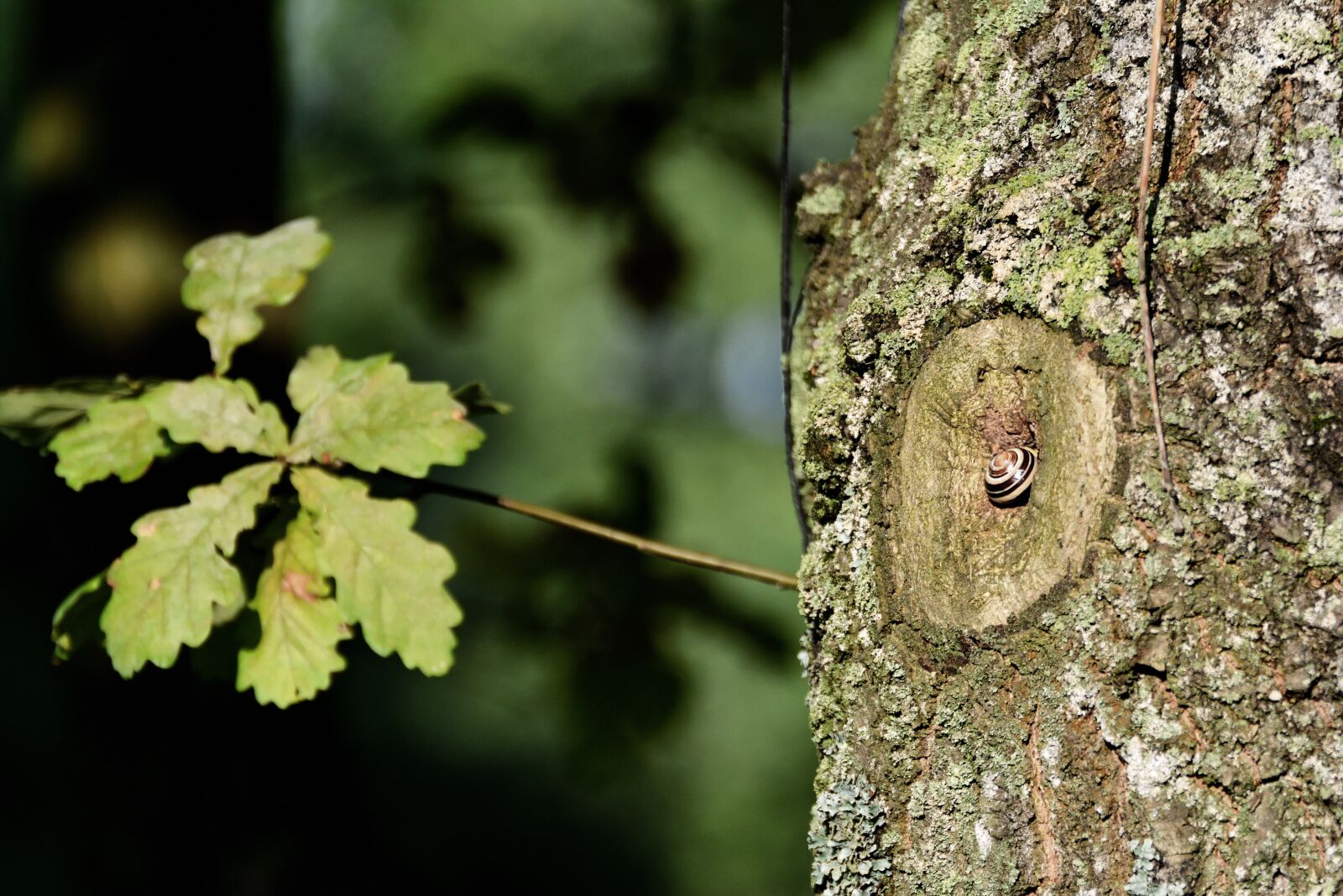 Nikon D5200 sample photo. Snail, seashell, scallop photography