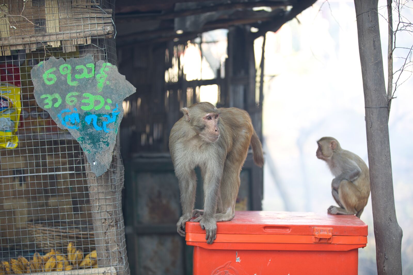 Canon EF 70-200mm F2.8L IS II USM sample photo. Monkey, animal, gorilla photography