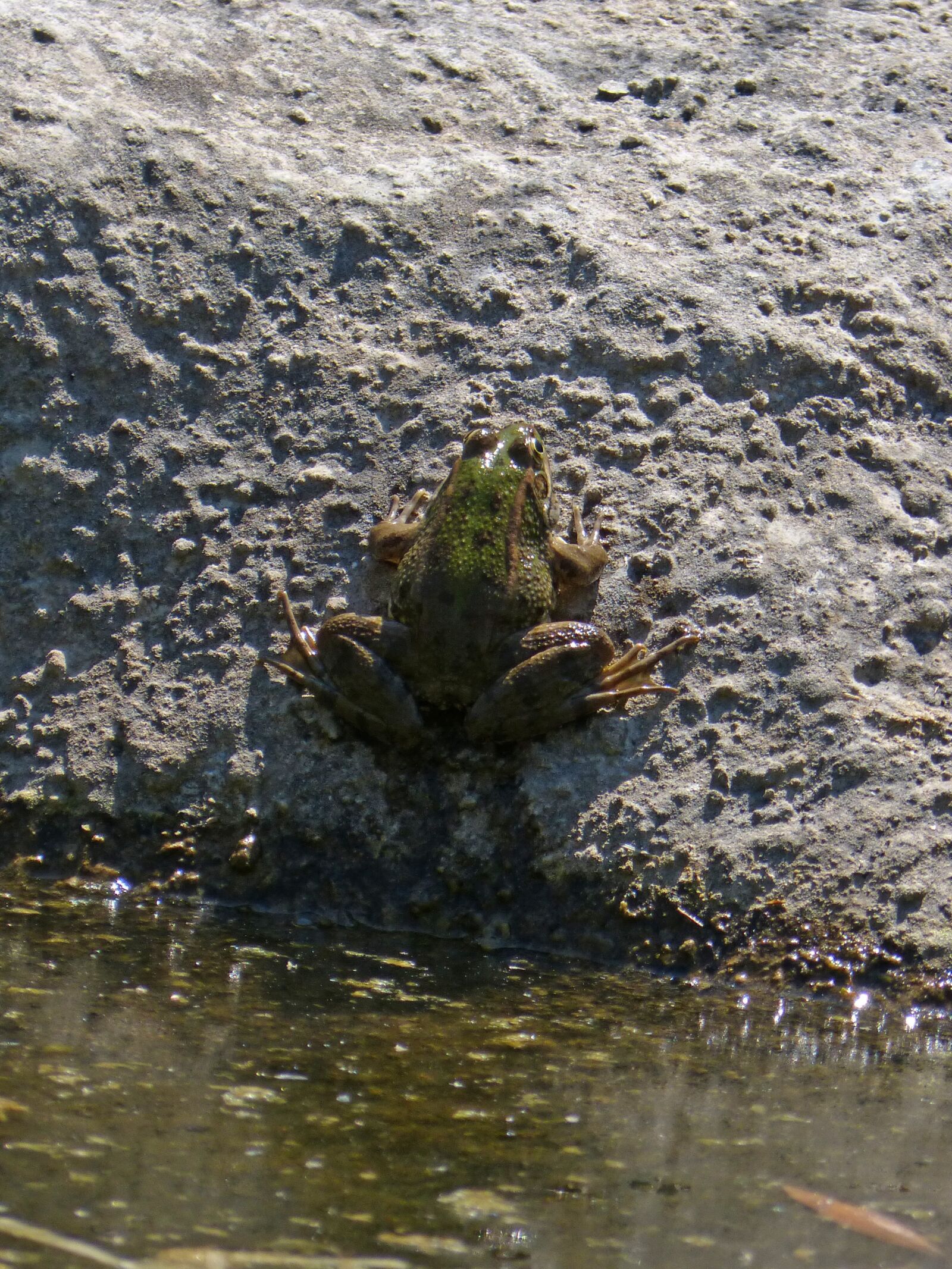 Panasonic DMC-FZ62 sample photo. Frog, stalking, batrachian photography