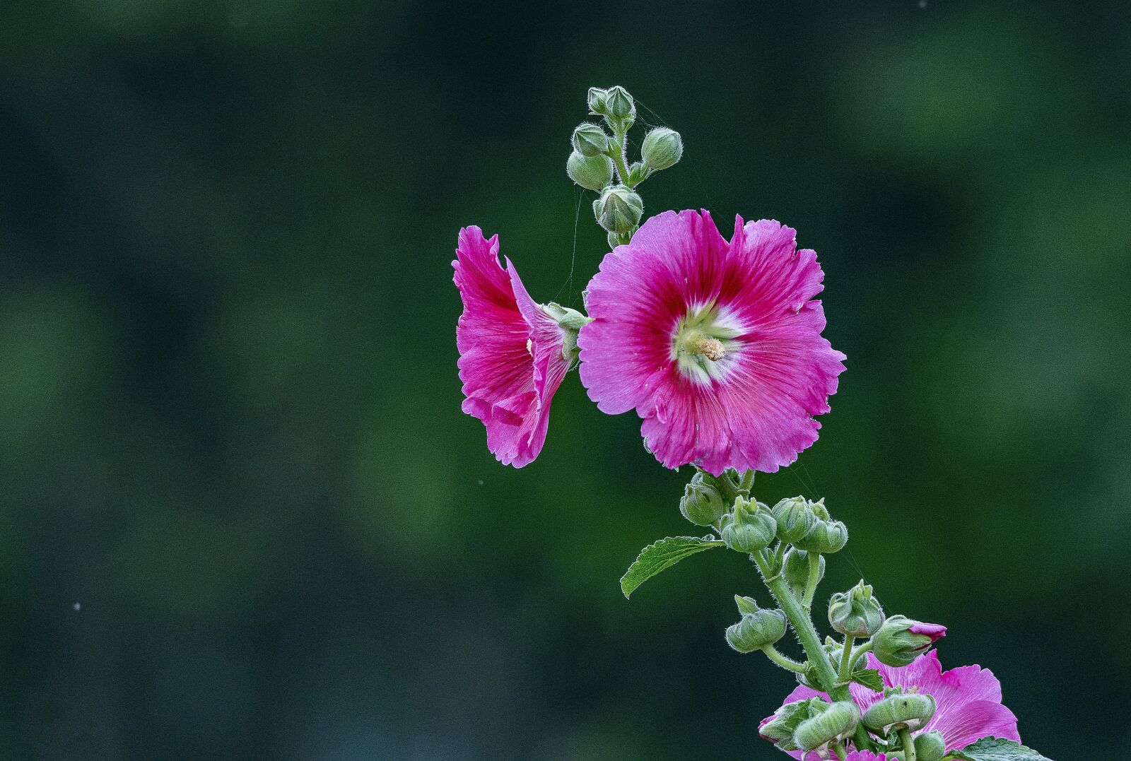 Nikon D810 sample photo. Flower, tree, nice photography