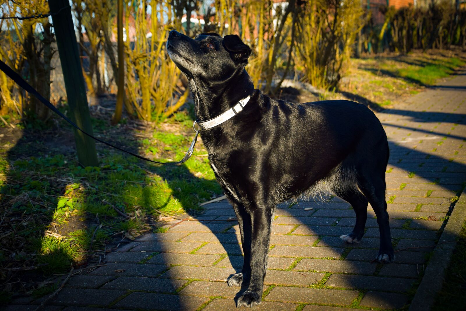 Nikon D3300 sample photo. Dog, mammal, animal photography