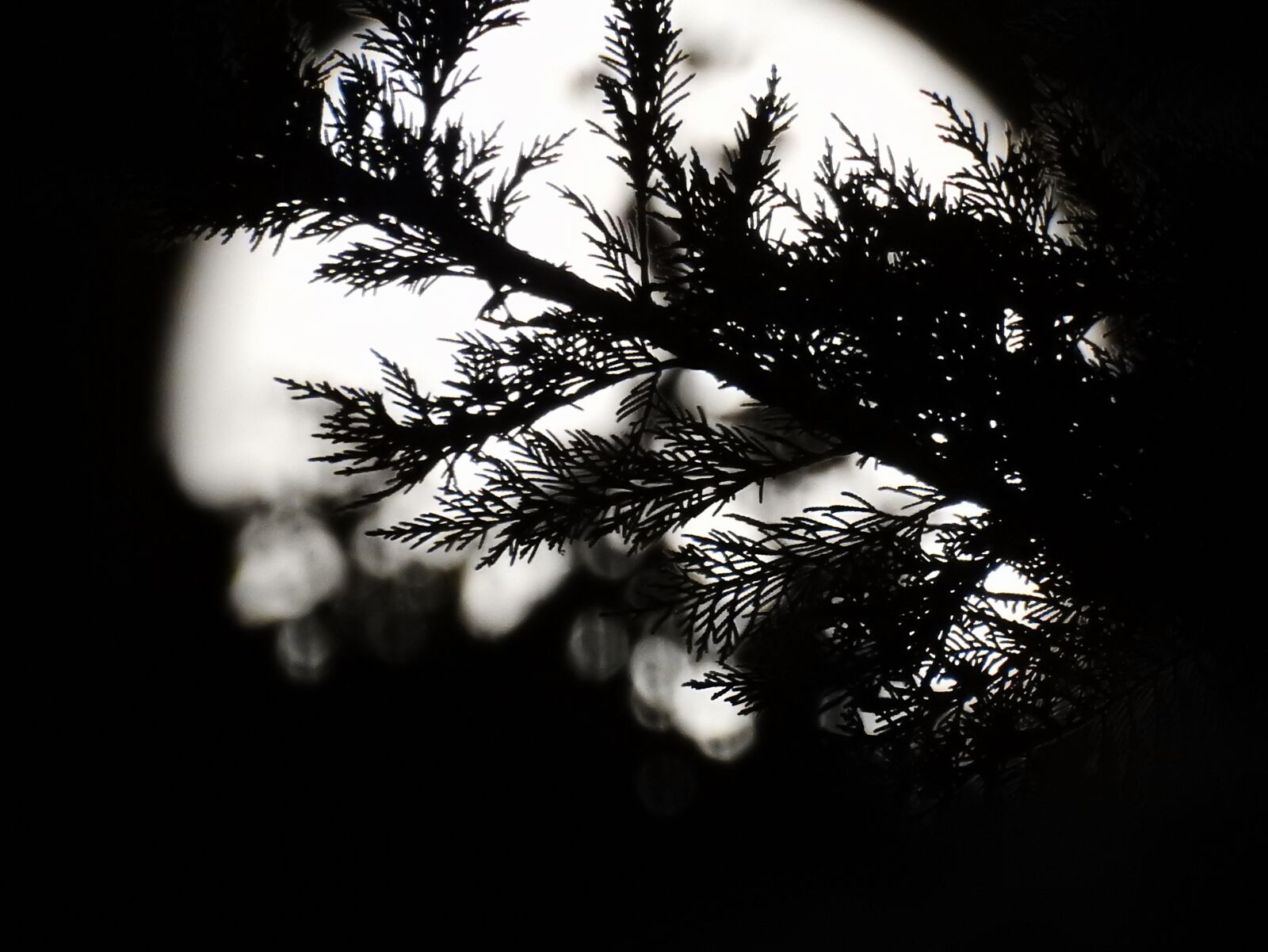 Nikon Coolpix P900 sample photo. Moon, night, night photo photography