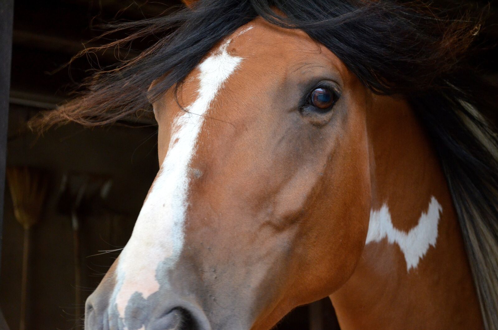 Nikon D5100 sample photo. Horse, pferdeportrait, andalusian quater photography