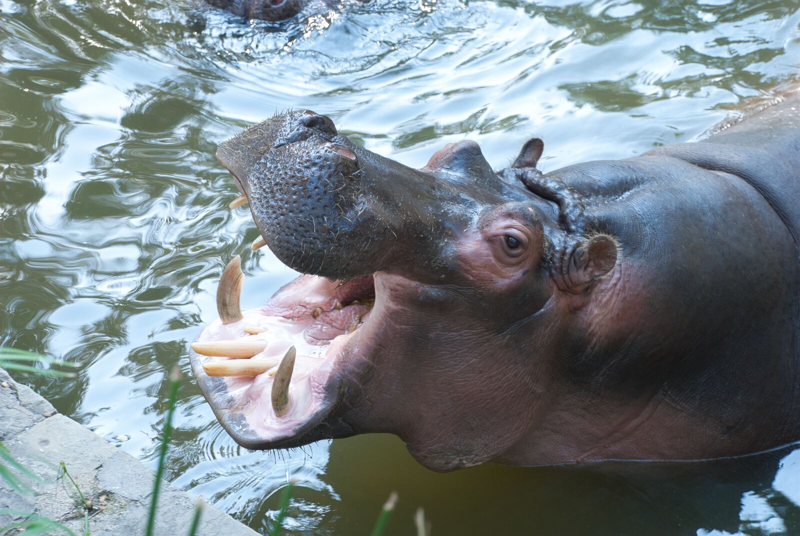 Nikon D80 sample photo. Hippo, teeth, mouth photography