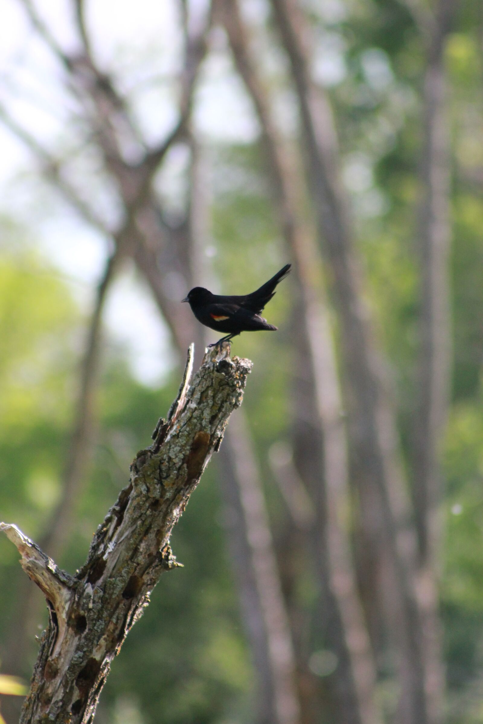 Canon EOS 550D (EOS Rebel T2i / EOS Kiss X4) sample photo. Red wing black bird photography