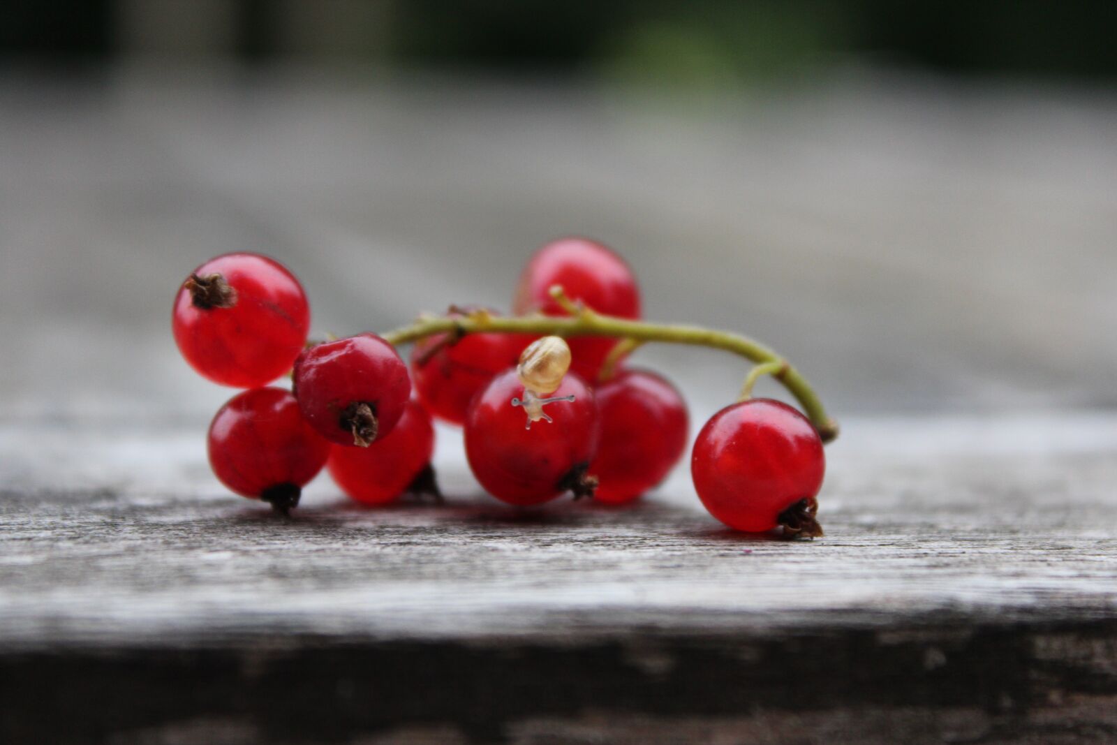 Canon EOS 600D (Rebel EOS T3i / EOS Kiss X5) sample photo. Currant, snail, red currant photography