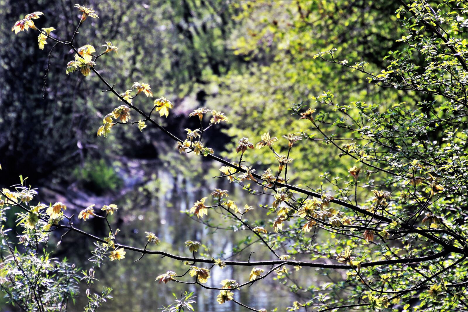 Canon EOS 80D sample photo. Spring, nature, tree photography