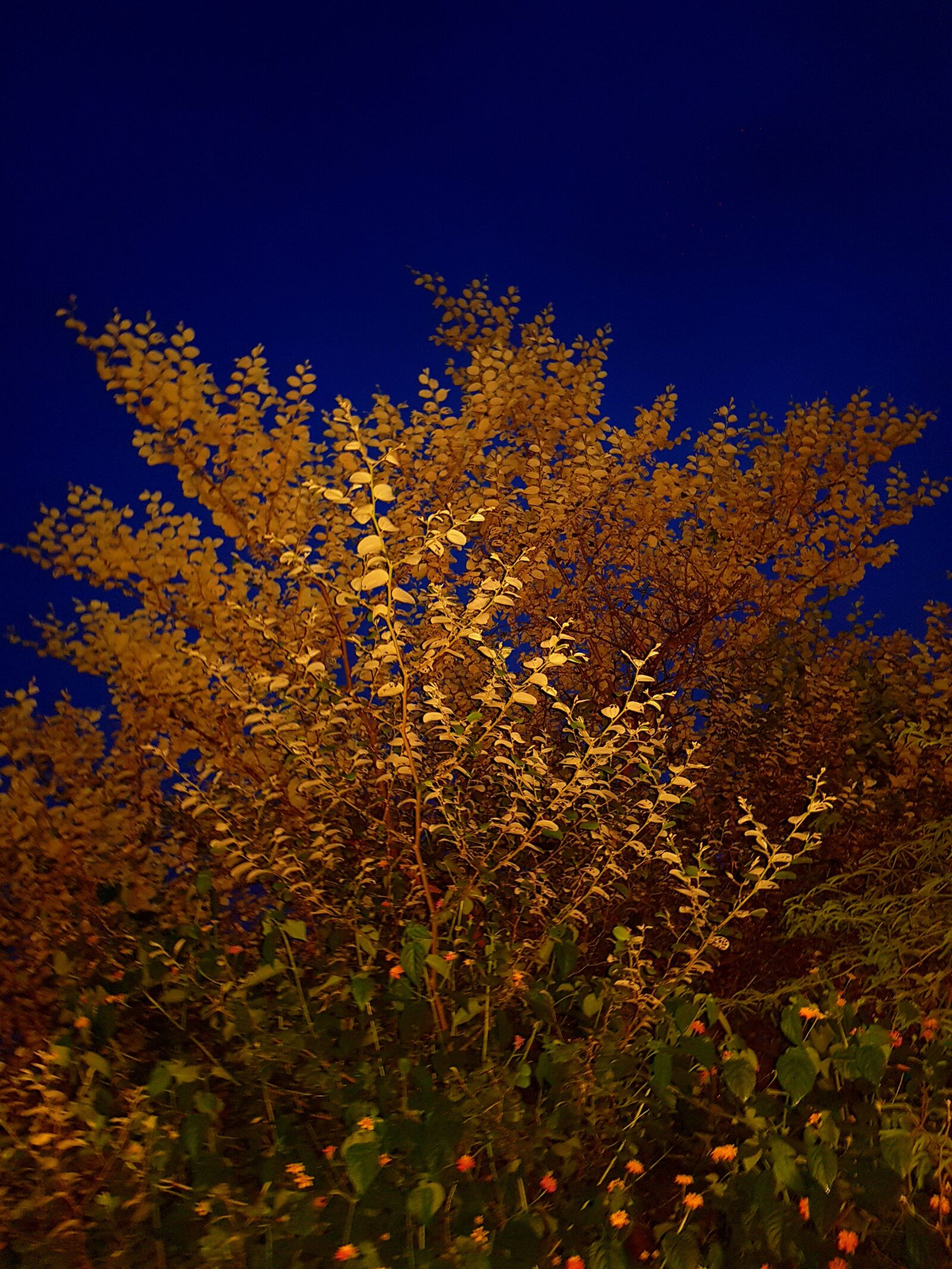 Samsung Galaxy S8+ sample photo. Night, tree, trippy photography